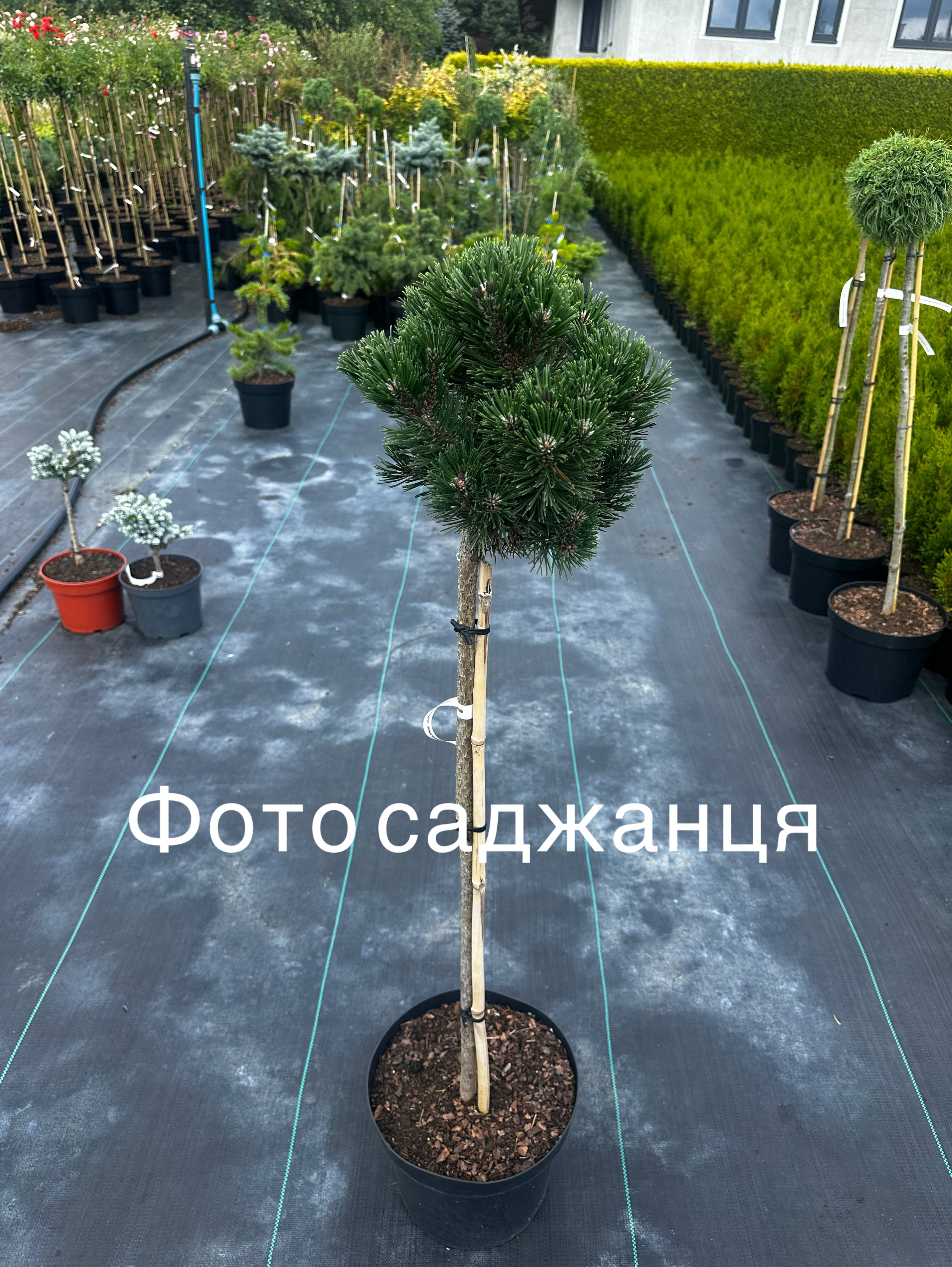 Купити саджанці Pinus mugo Sherwood Compact в розсаднику Sadgosp