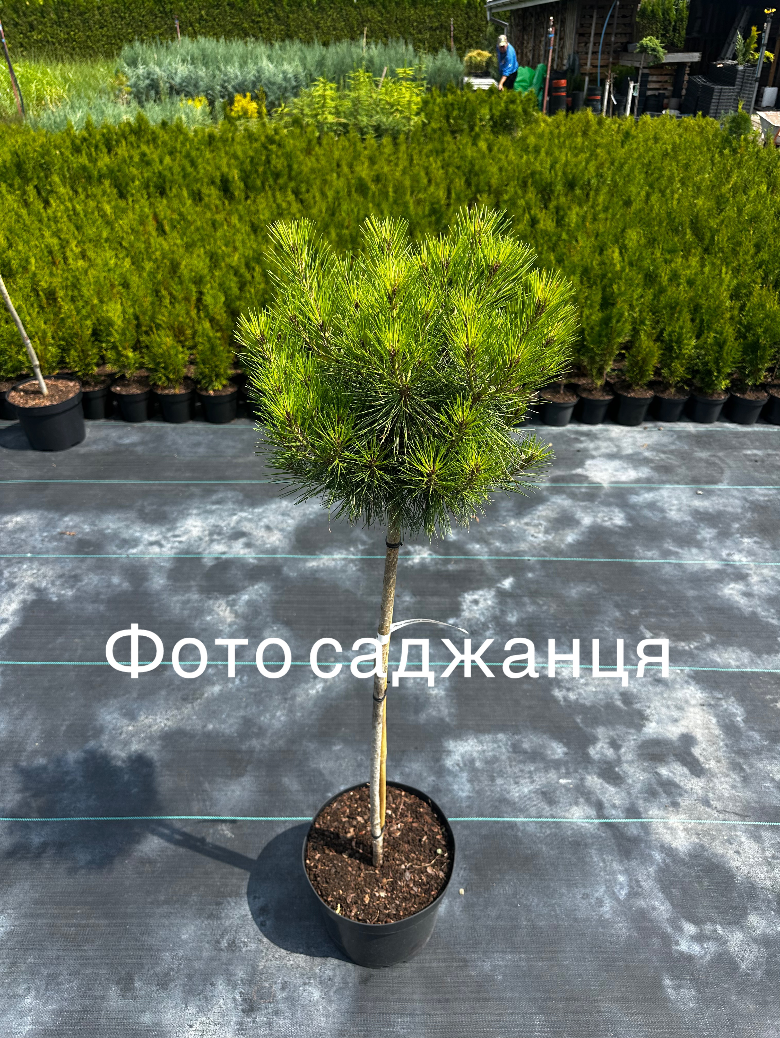 Купити саджанці Pinus densiflora Heavy Bud в розсаднику Sadgosp