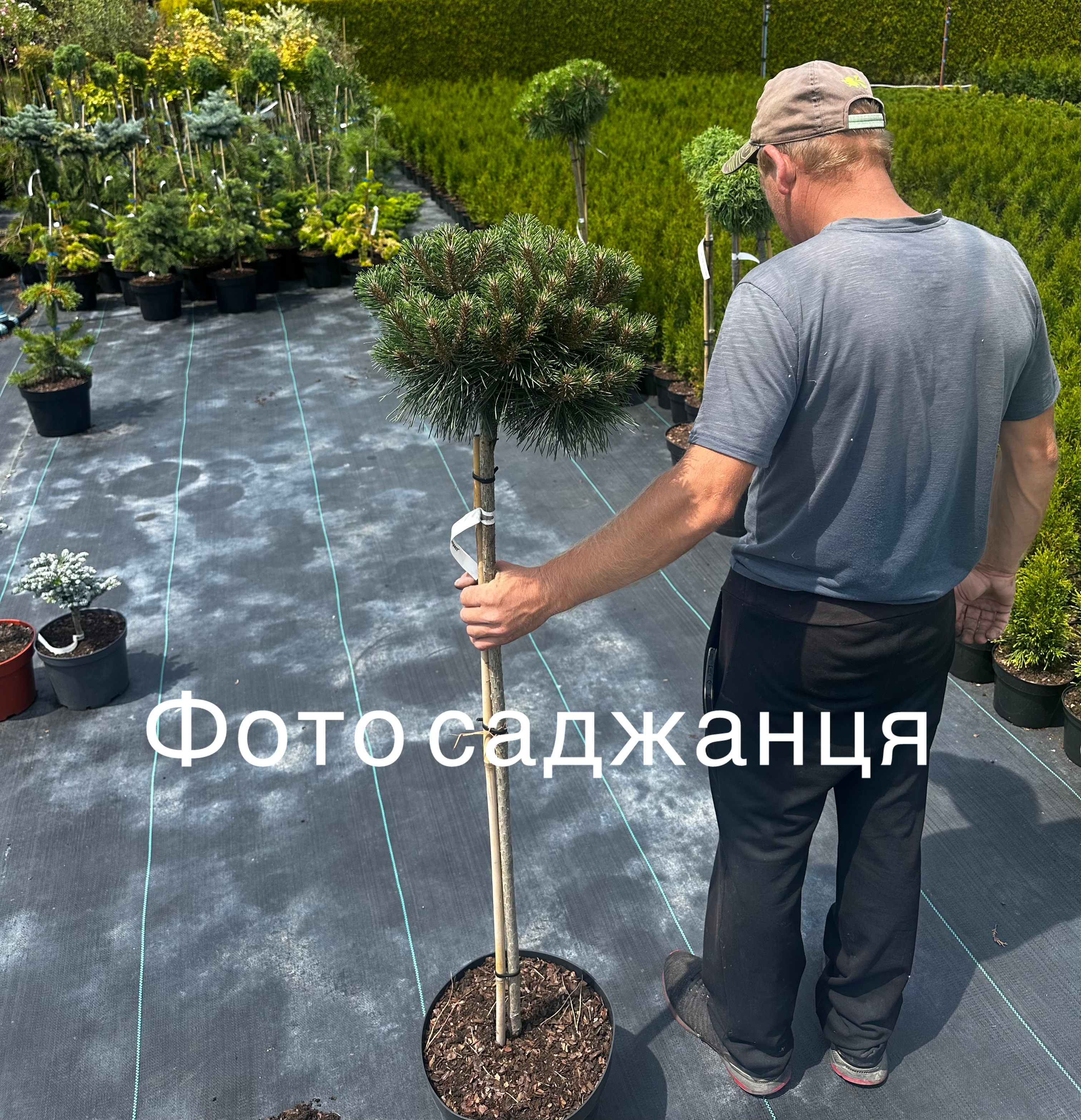 Купити саджанці Pinus nigra Otto's Compact в розсаднику Sadgosp