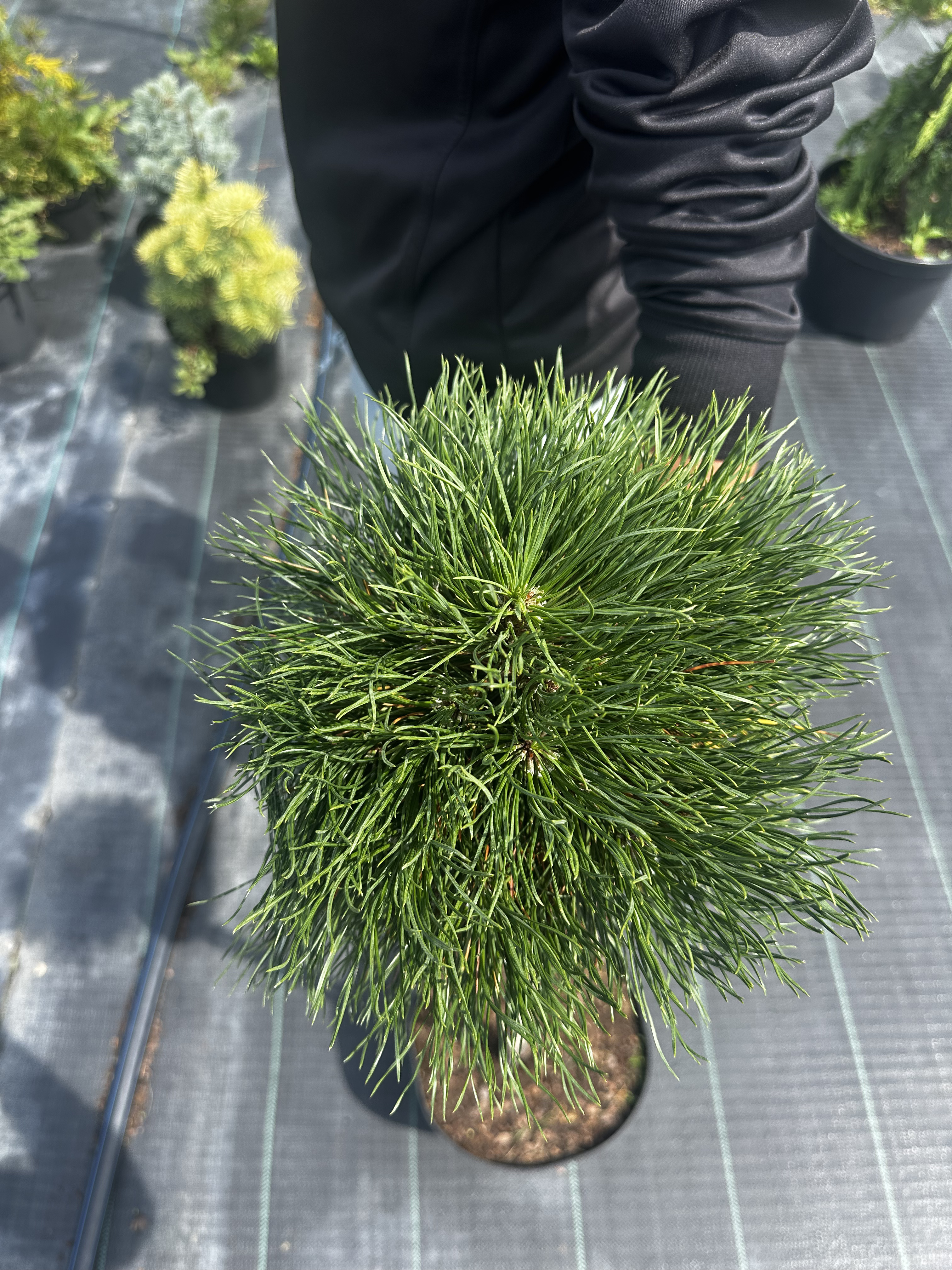 Купити саджанці Pinus mugo Varella в розсаднику Sadgosp
