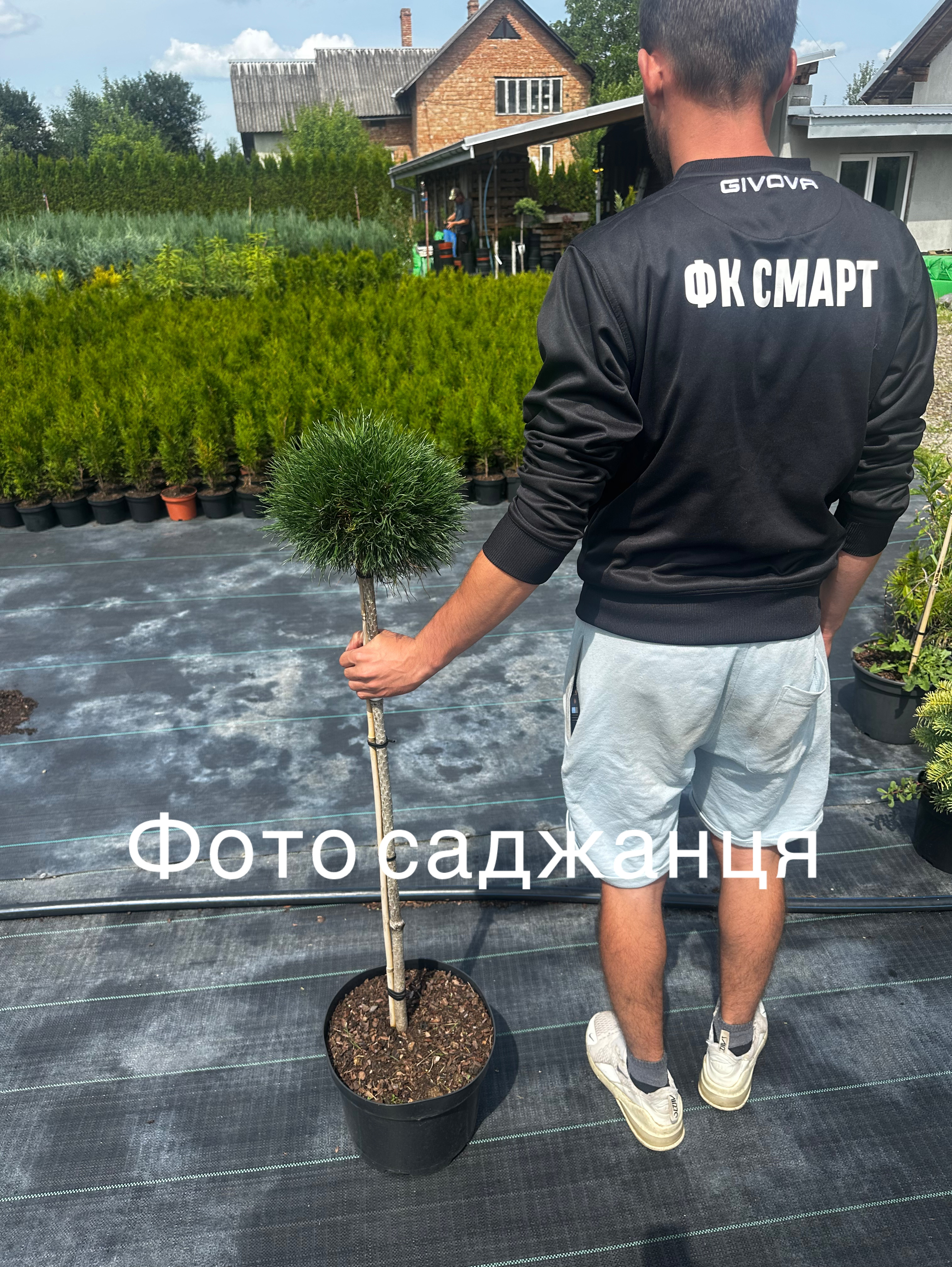 Купити саджанці Pinus mugo Varella в розсаднику Sadgosp