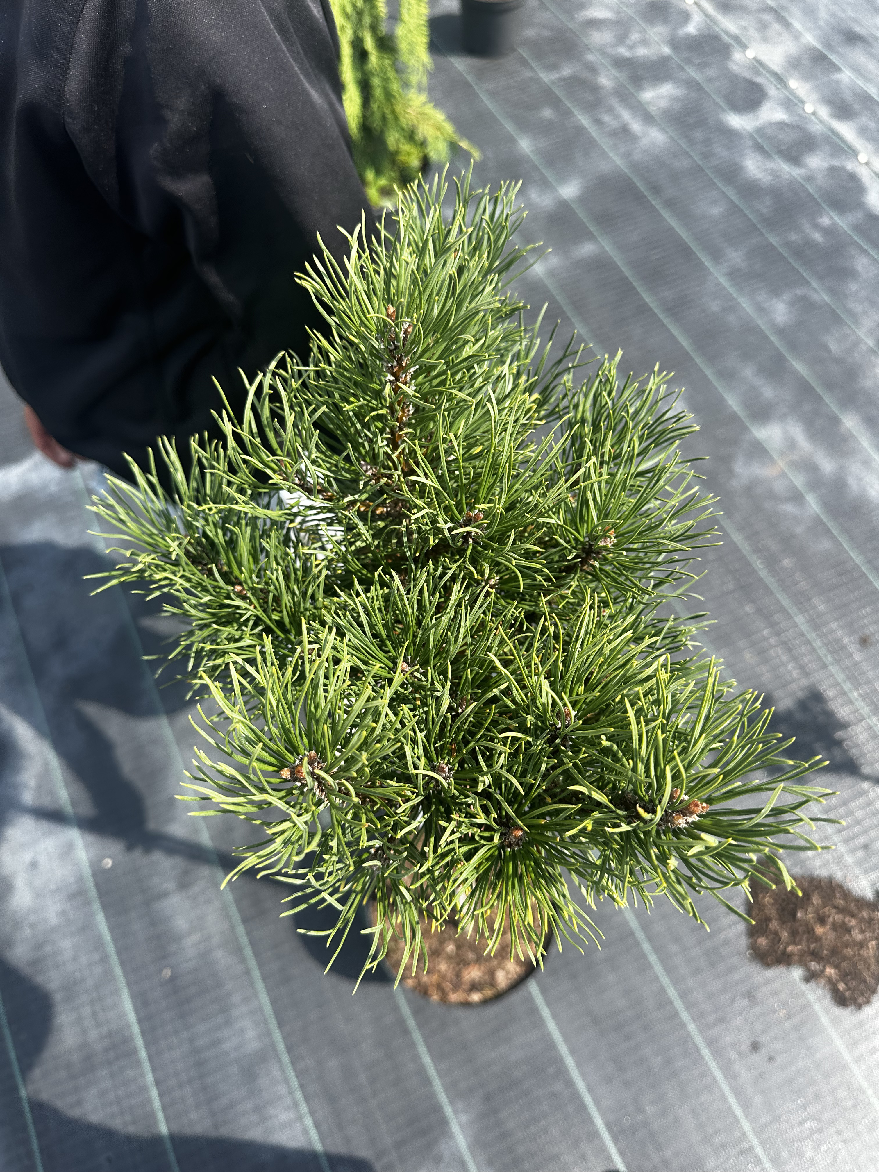 Купити саджанці Pinus mugo Schweizer Tourist в розсаднику Sadgosp