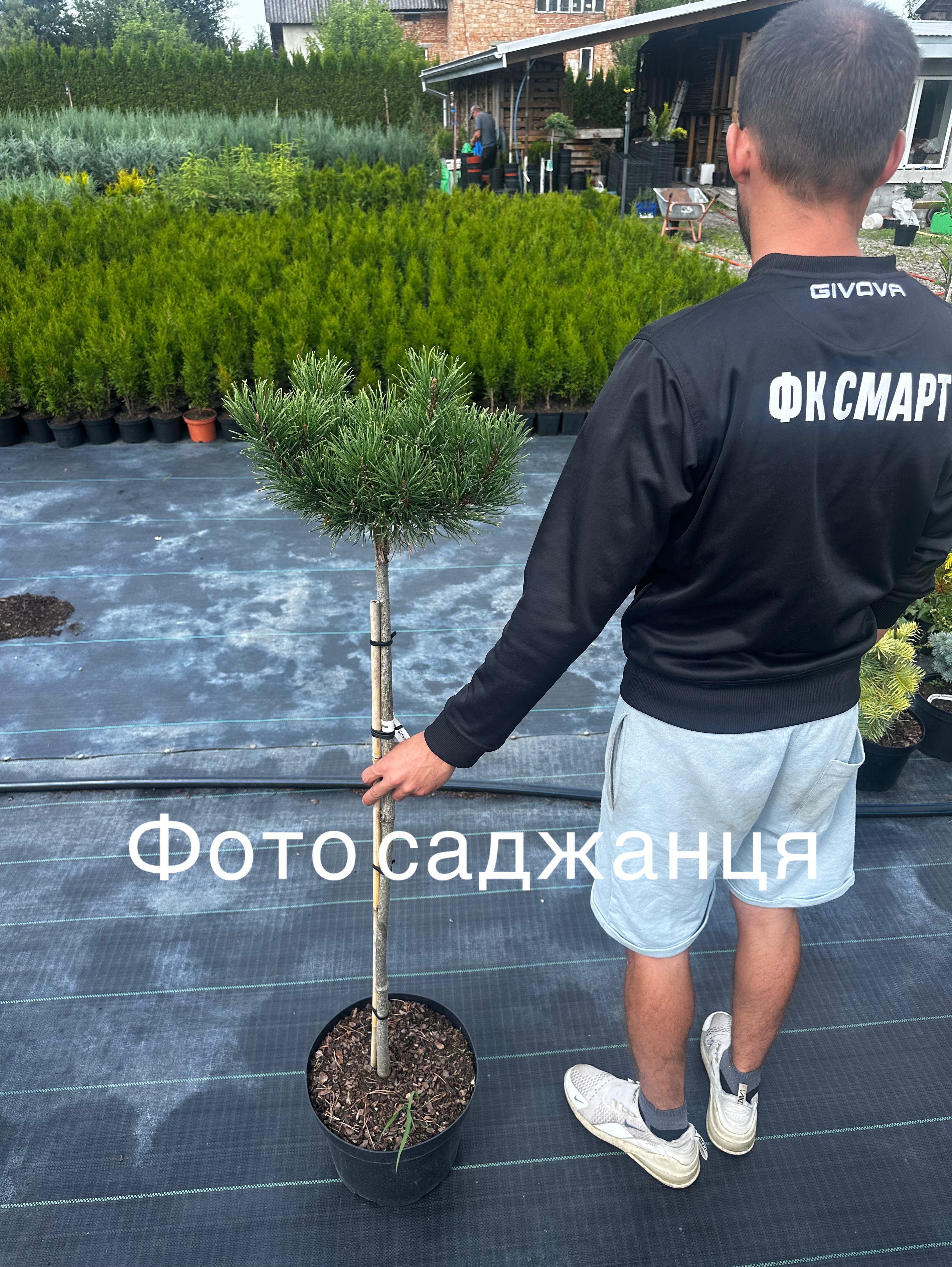 Купити саджанці Pinus mugo Schweizer Tourist в розсаднику Sadgosp