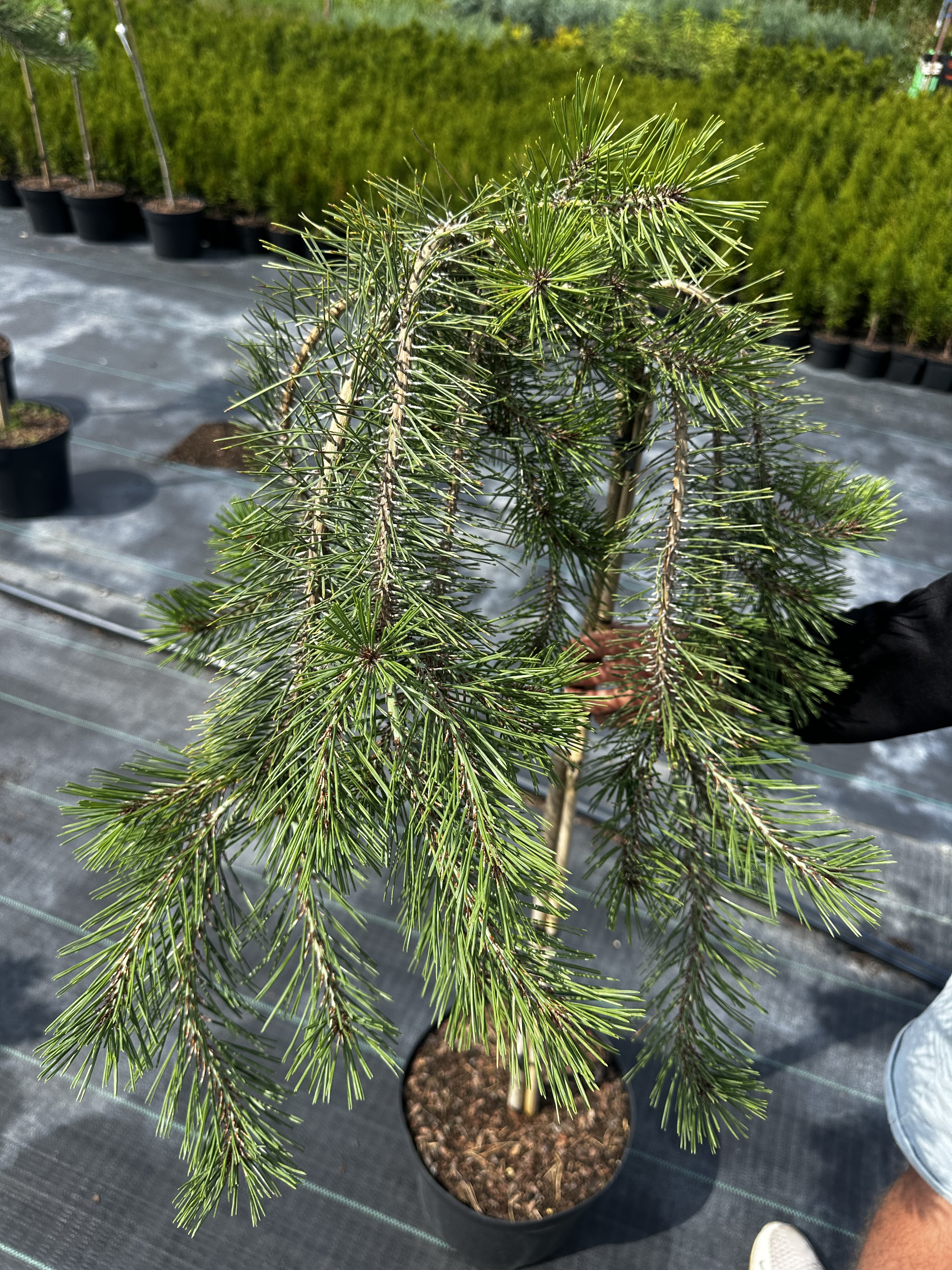 Купити саджанці Pinus densiflora Pendula в розсаднику Sadgosp