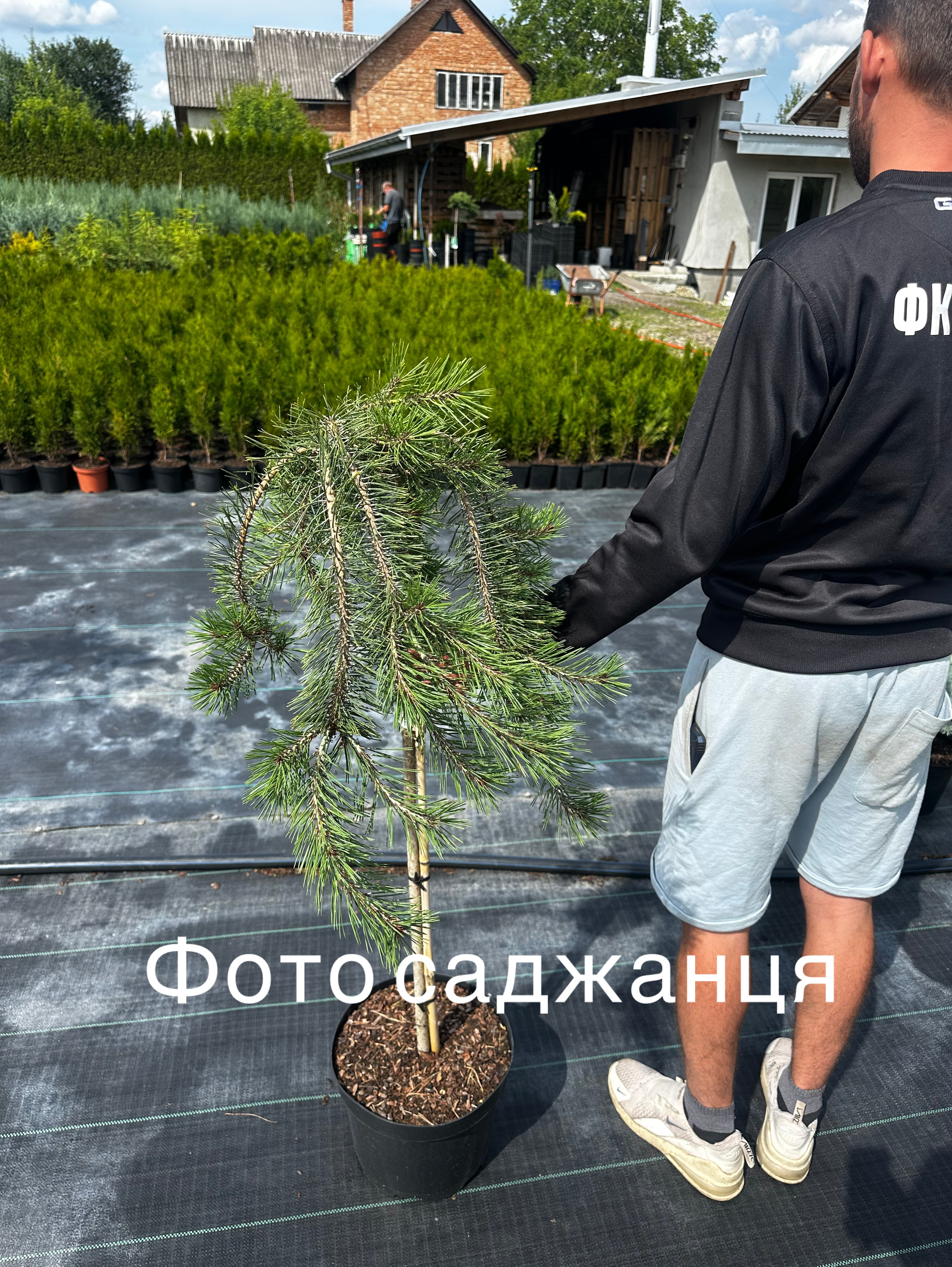 Купити саджанці Pinus densiflora Pendula в розсаднику Sadgosp