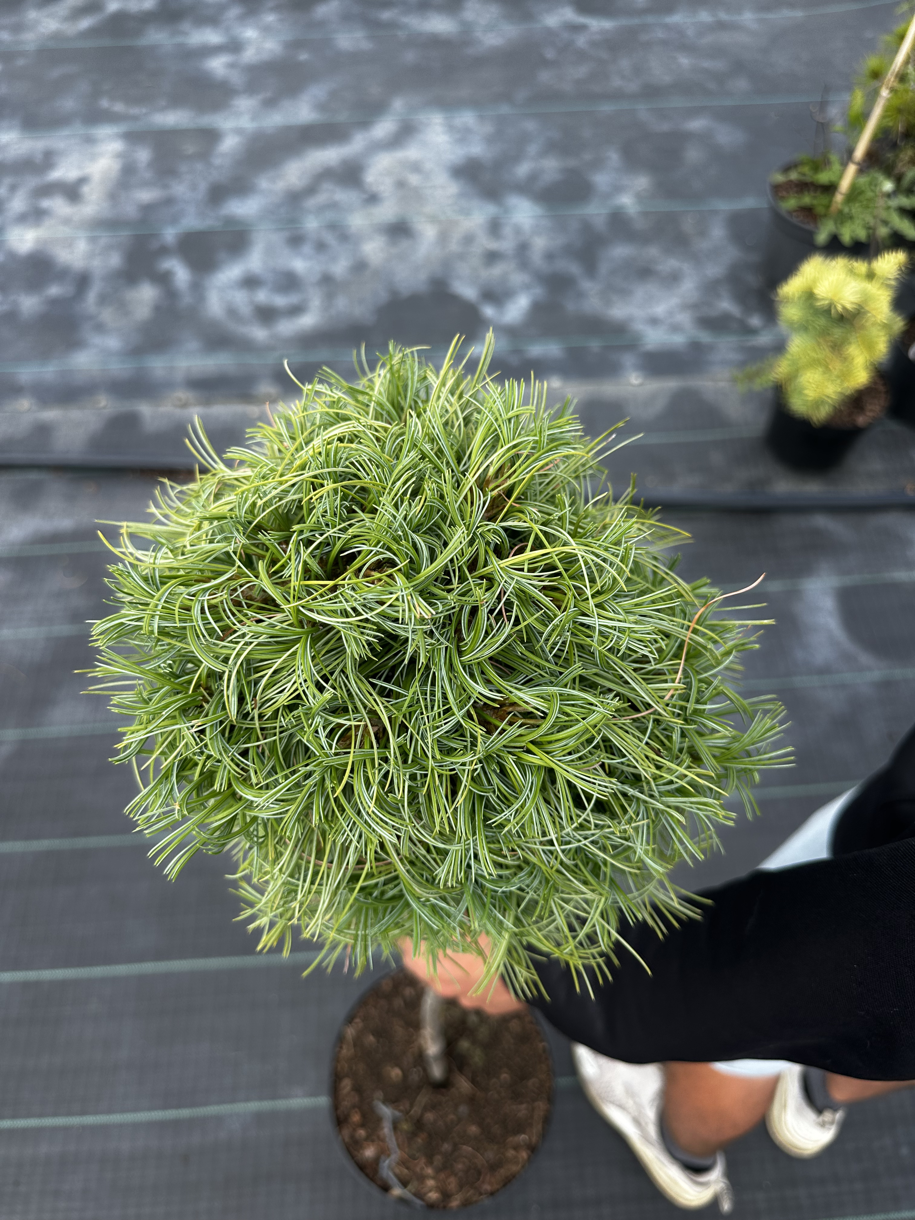 Купити саджанці Pinus strobus Green Twist в розсаднику Sadgosp
