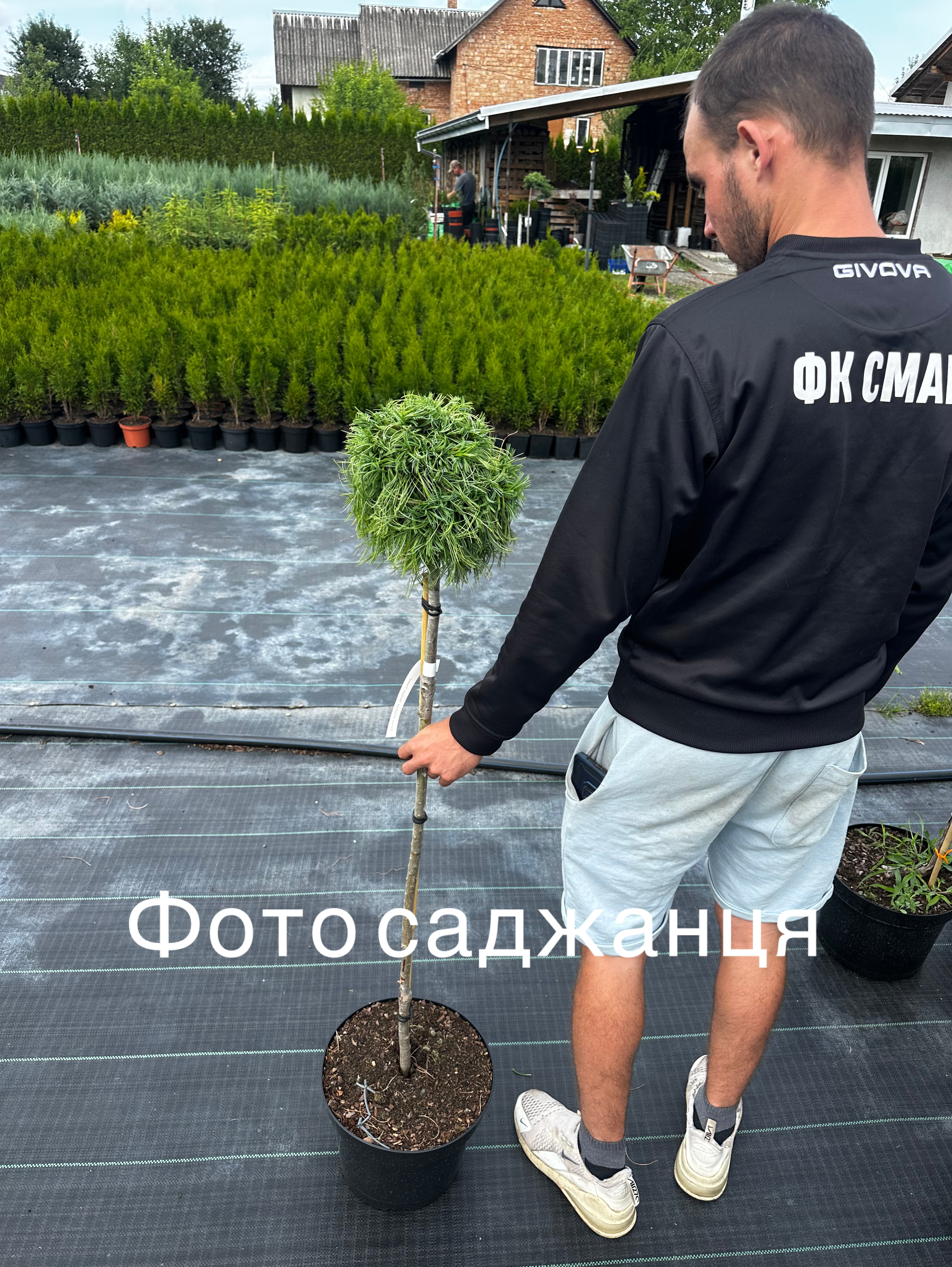 Купити саджанці Pinus strobus Green Twist в розсаднику Sadgosp
