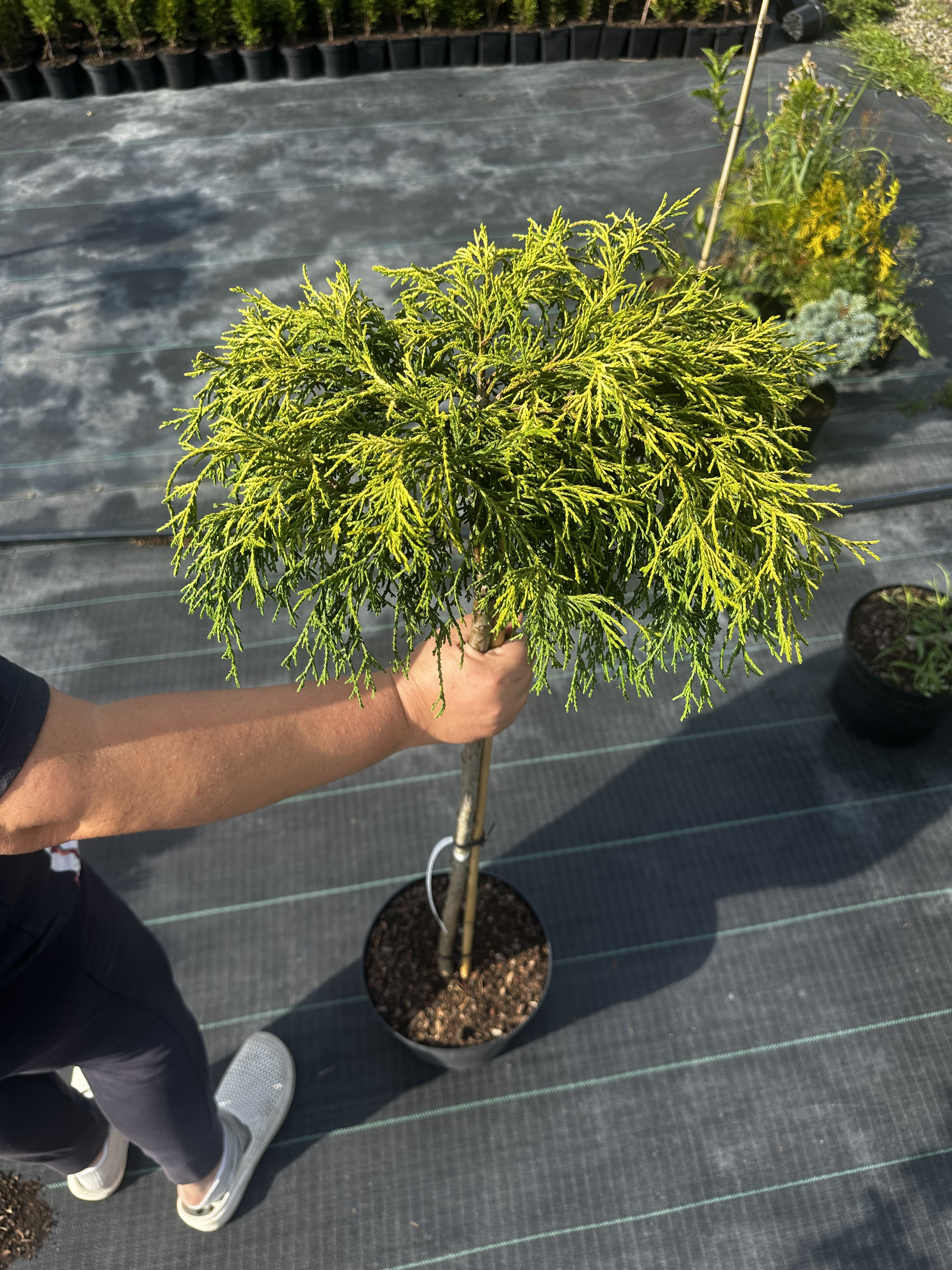 Купити саджанці Chamaecyparis pisifera Filifera Aurea в розсаднику Sadgosp