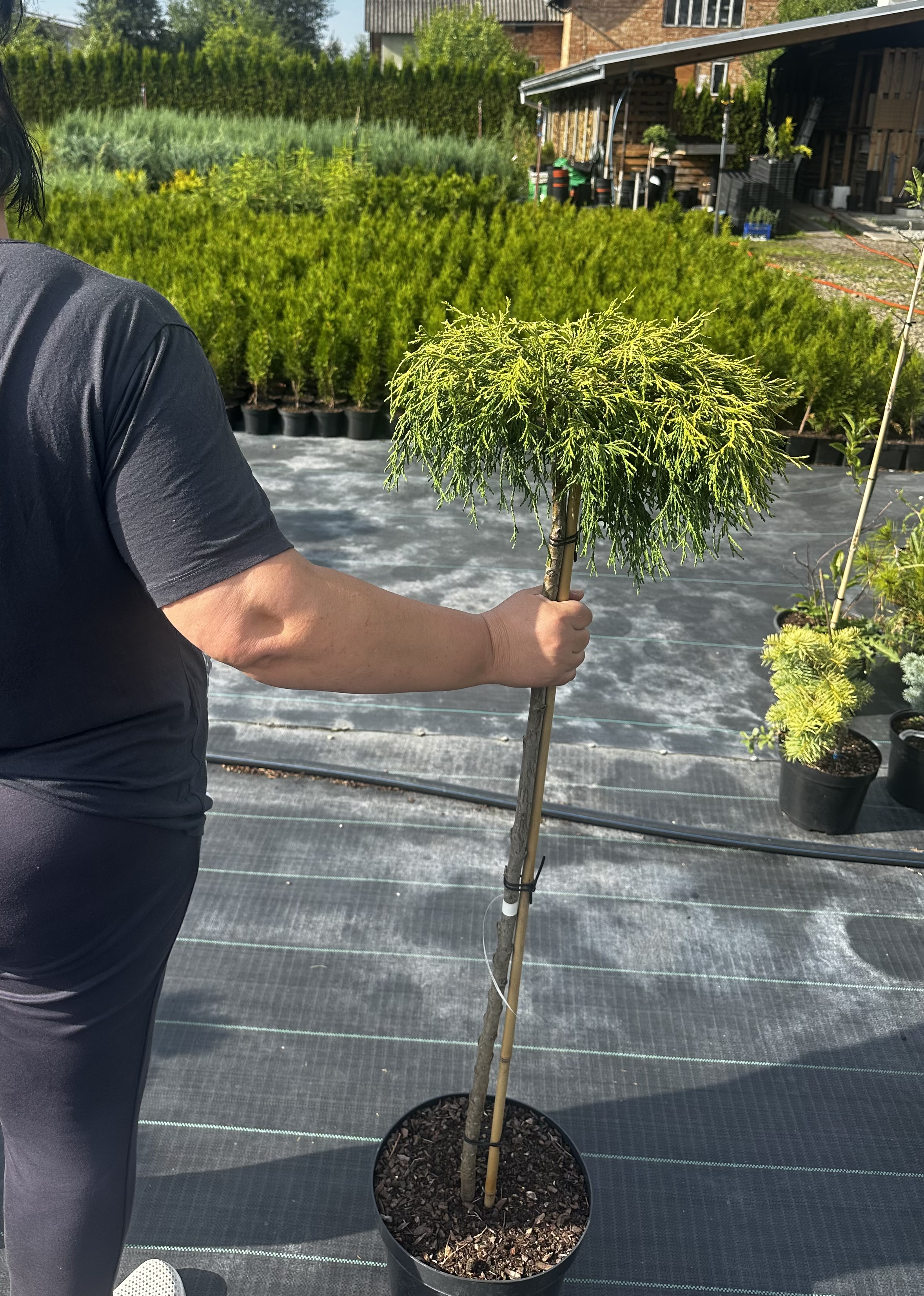 Купити саджанці Chamaecyparis pisifera Filifera Aurea в розсаднику Sadgosp