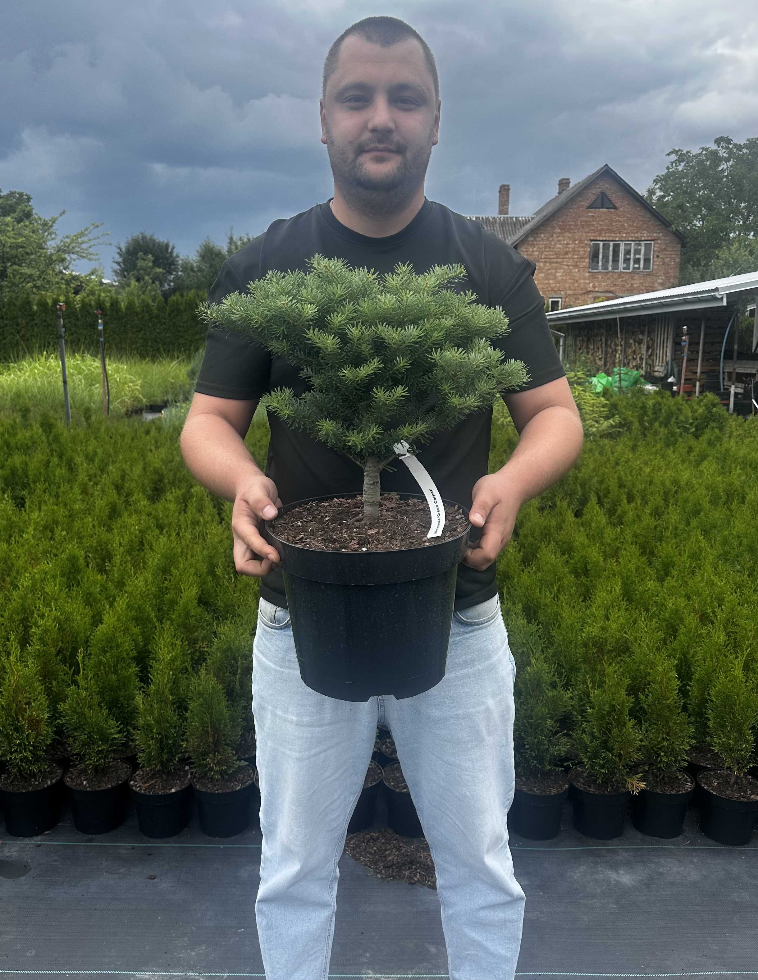 Купити саджанці Abies koreana 'Green Carpet' в розсаднику Sadgosp