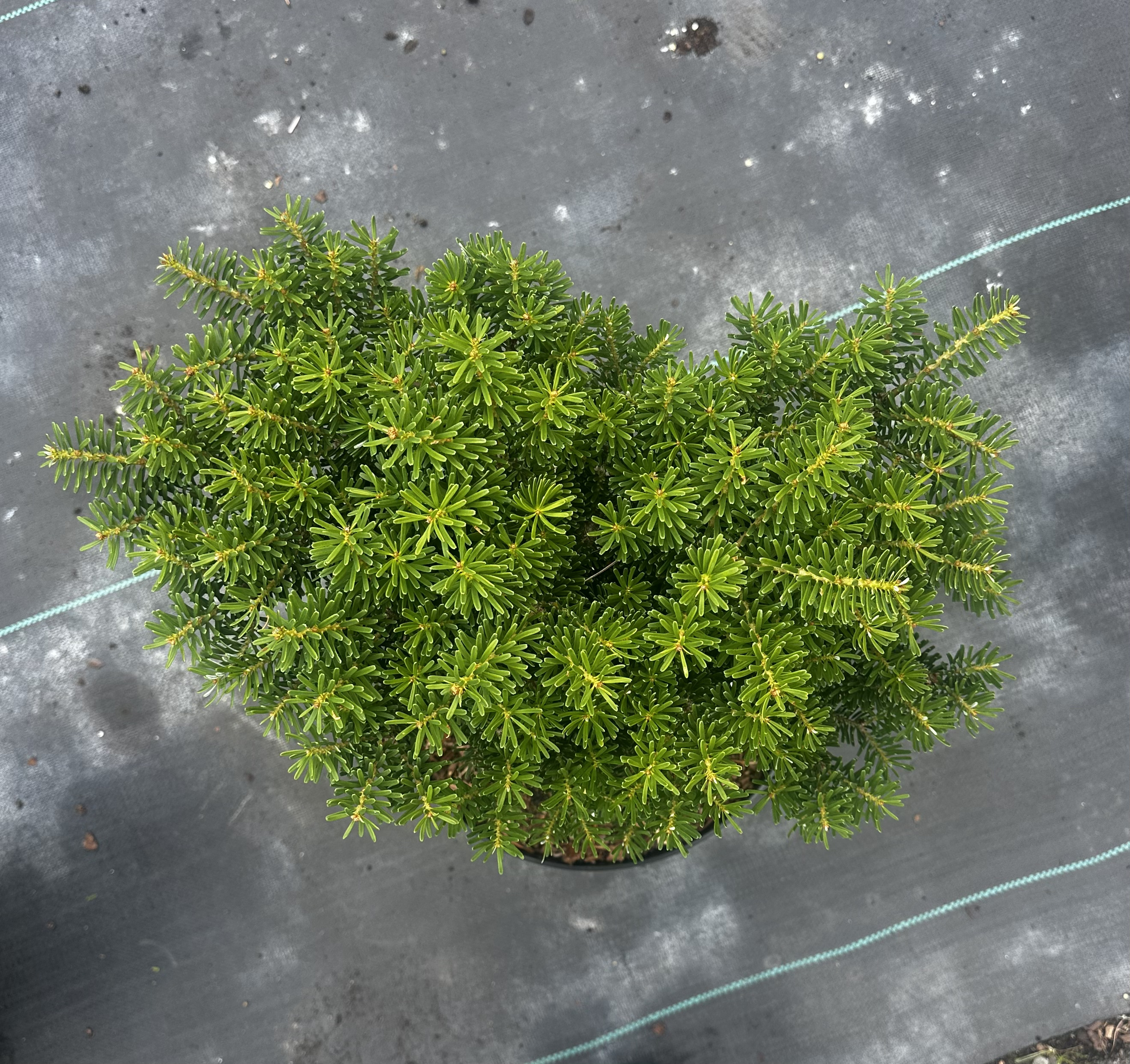 Купити саджанці Abies koreana 'Green Carpet' в розсаднику Sadgosp