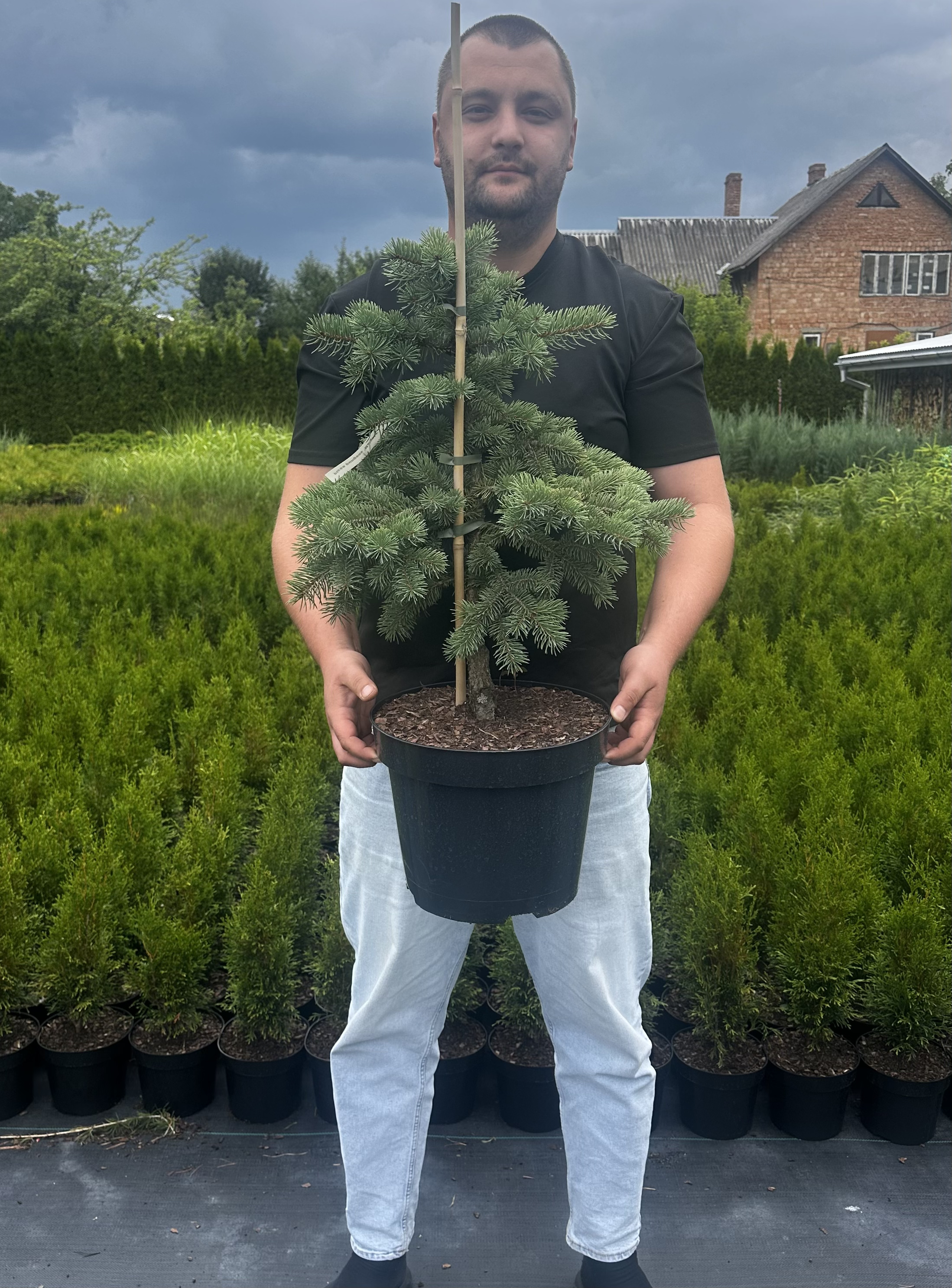 Купити саджанці Picea pungens 'Maigold' в розсаднику Sadgosp