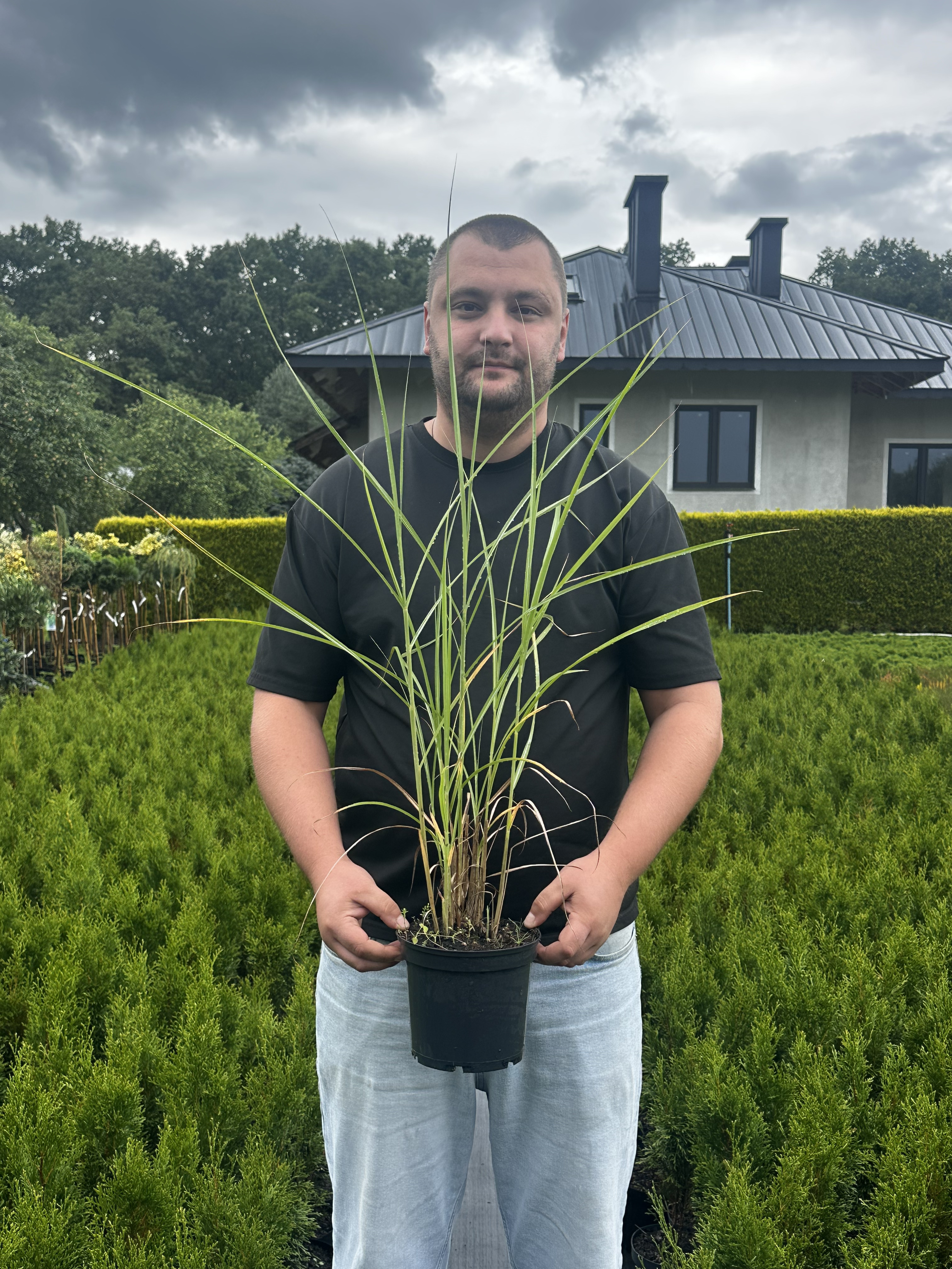 Купити саджанці Miscanthus sinensis Heron в розсаднику Sadgosp