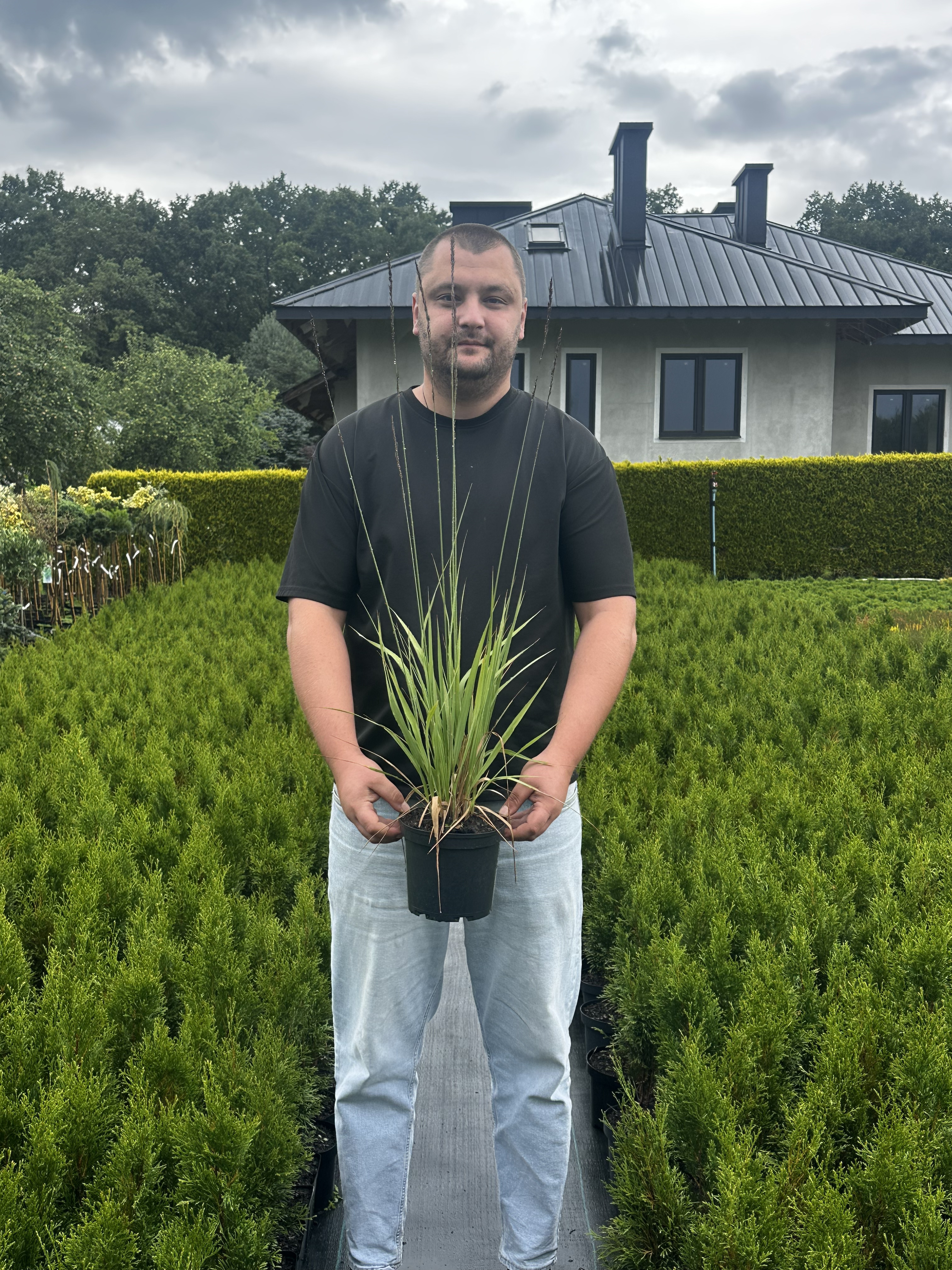 Купити саджанці Molinia arundinacea Black Arrow в розсаднику Sadgosp