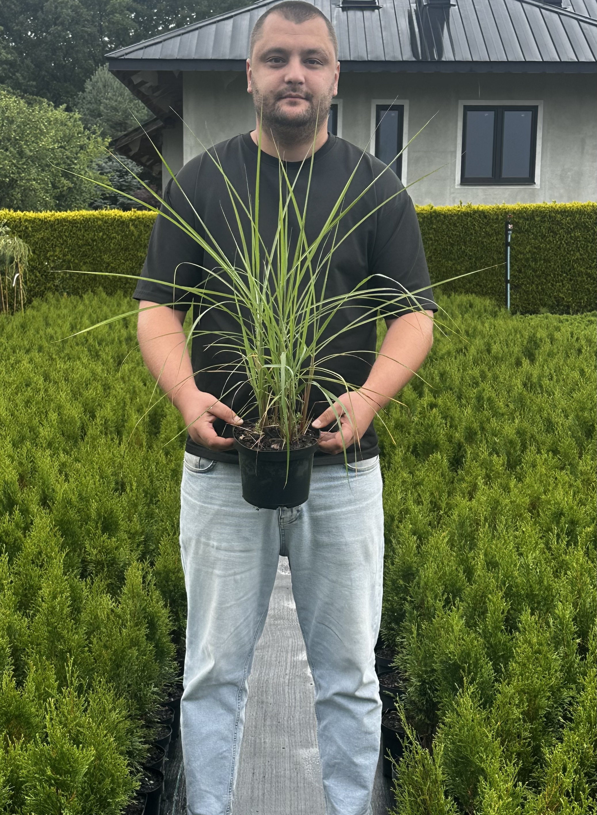 Купити саджанці Miscanthus sinensis Purpurascens в розсаднику Sadgosp