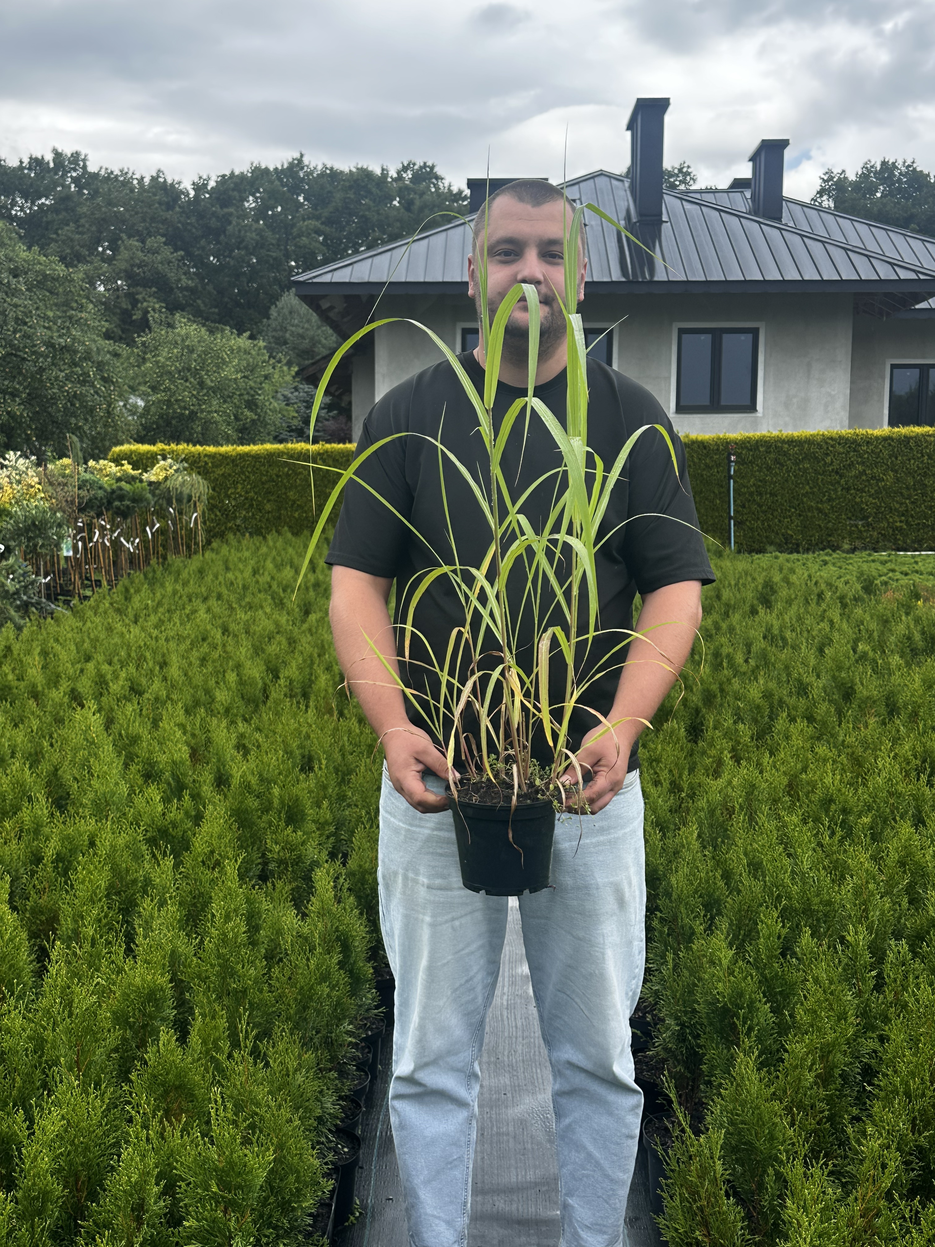 Купити саджанці Miscanthus sinensis Memory в розсаднику Sadgosp