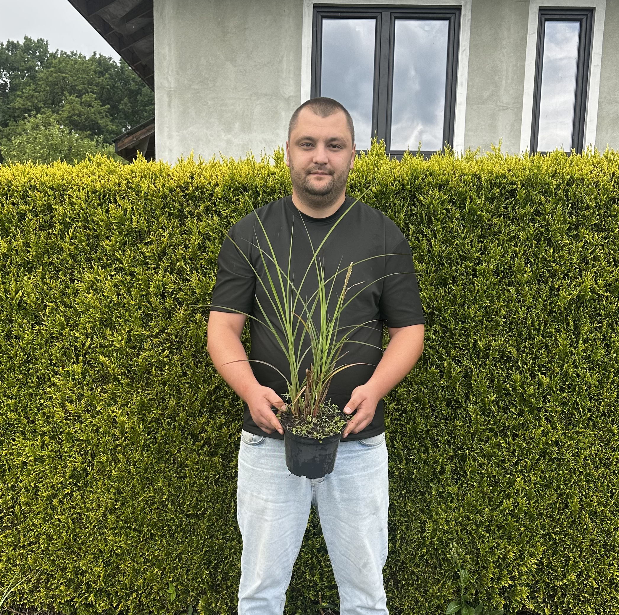 Купити саджанці Miscanthus sinensis Oktoberfest в розсаднику Sadgosp