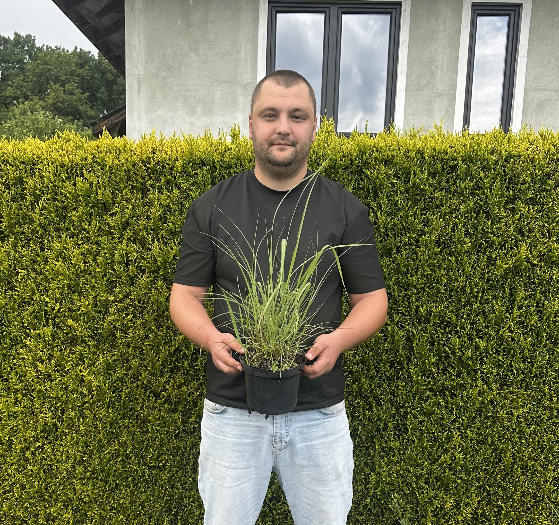 Купити саджанці Miscanthus sinensis Anthony White в розсаднику Sadgosp