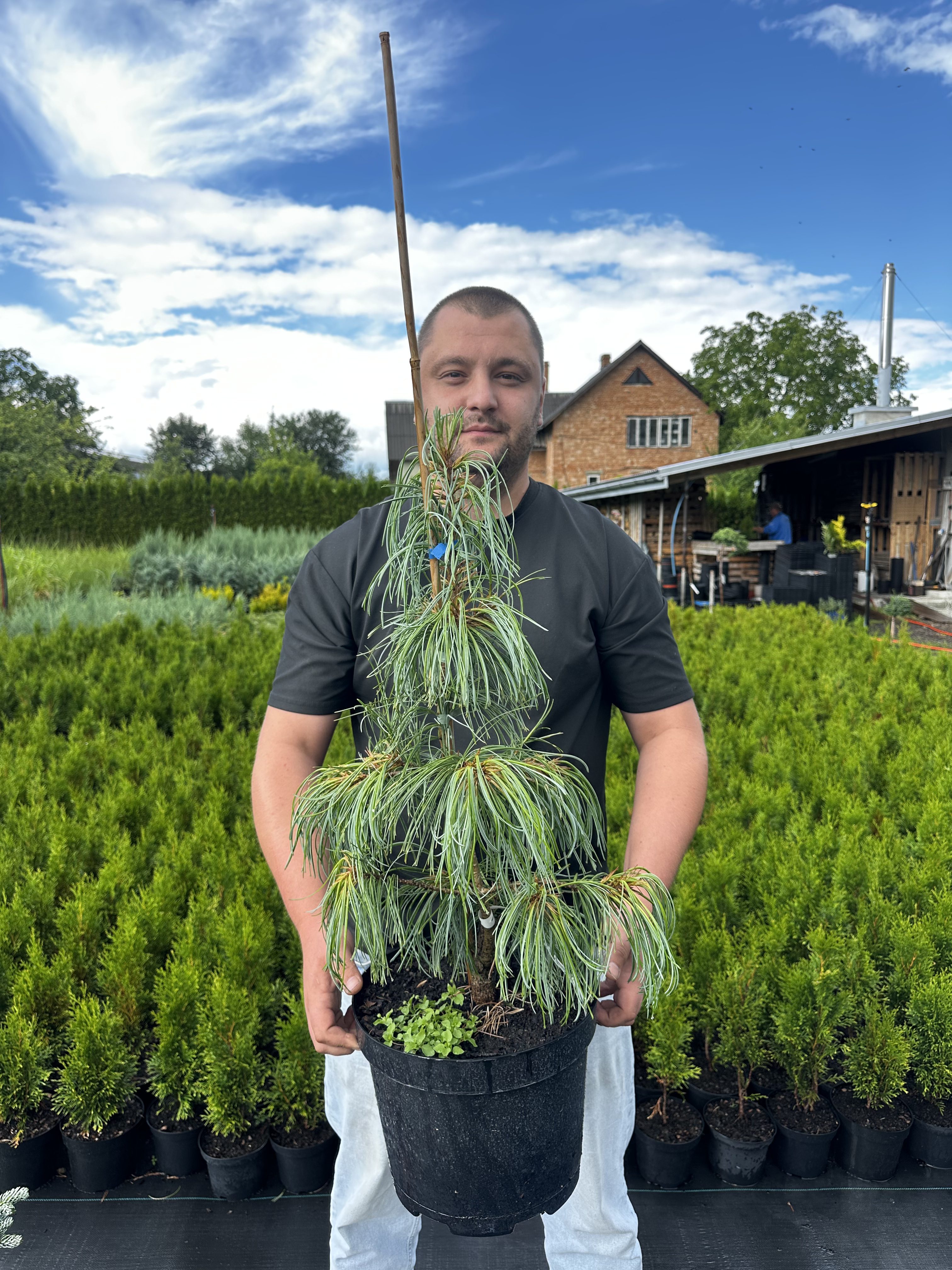 Купити саджанці Pinus koraiensis 'Dragon's Eye' в розсаднику Sadgosp