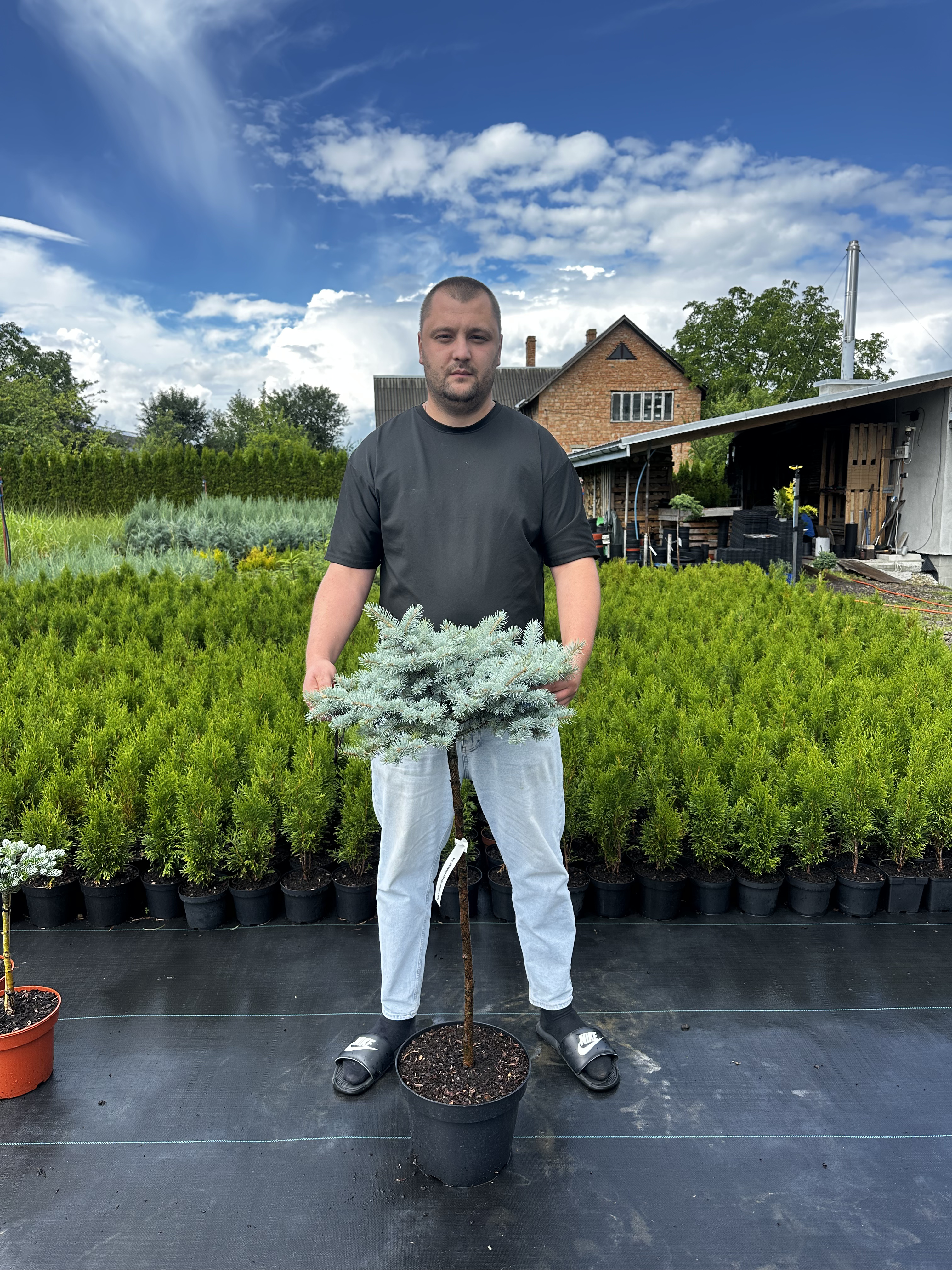 Купити саджанці Picea pungens Glauca Globosa в розсаднику Sadgosp