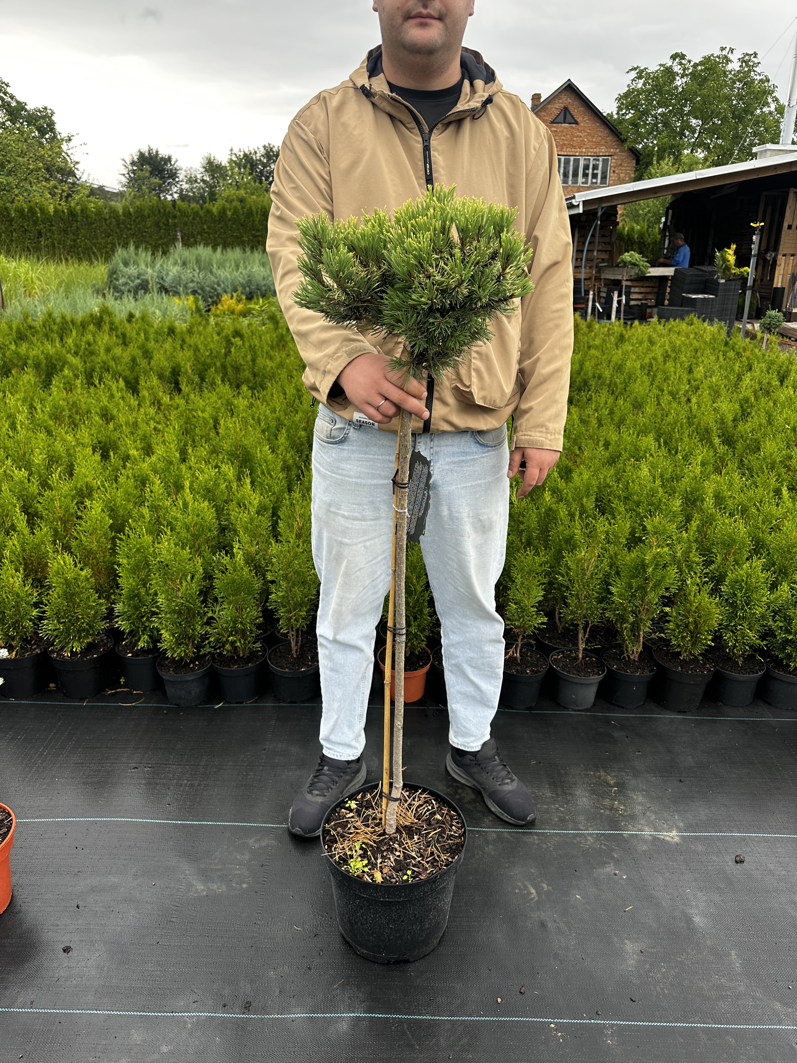 Купити саджанці Pinus uncinata Orange Sebastian в розсаднику Sadgosp