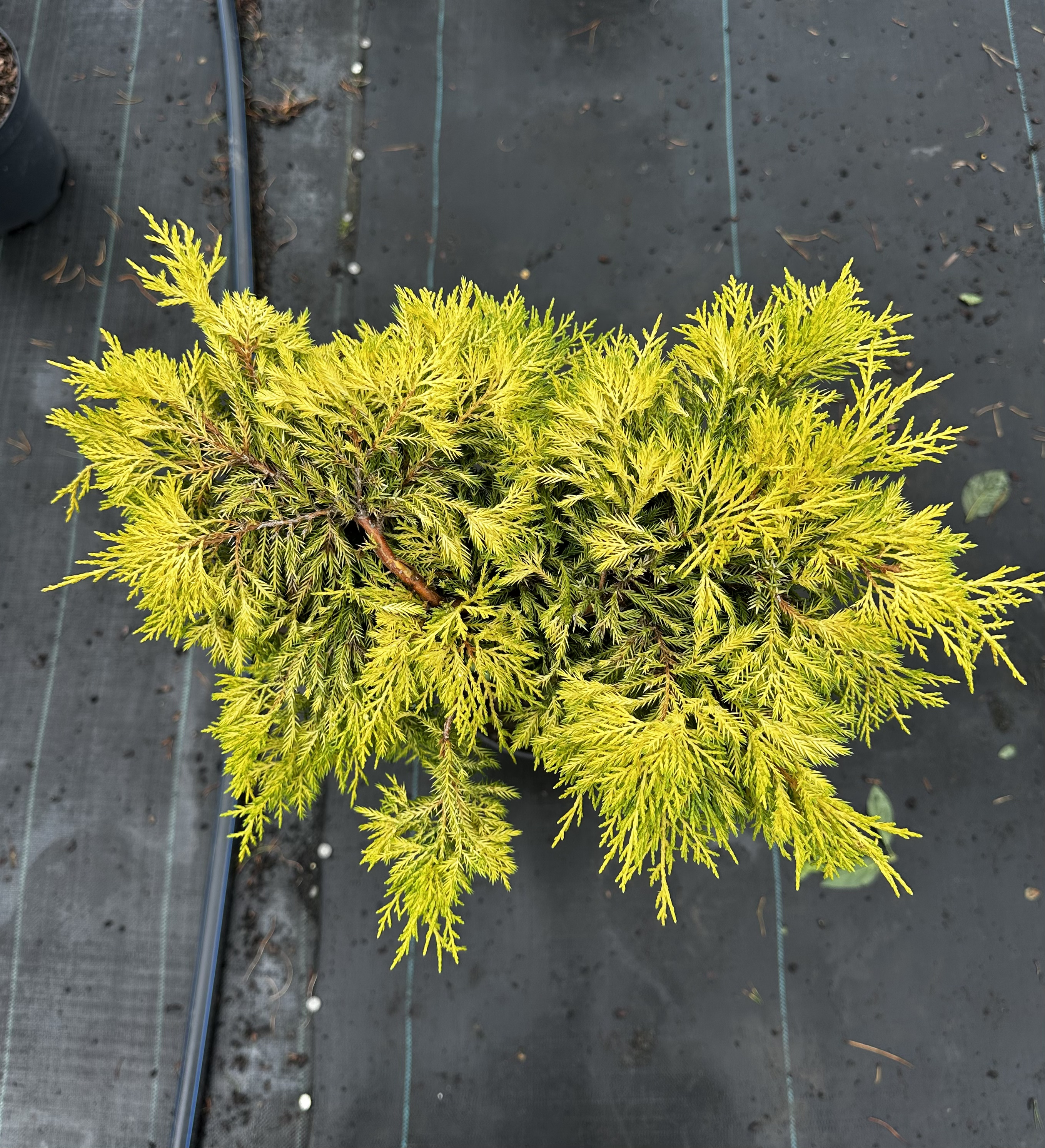 Купити саджанці Juniperus pfitzeriana Gold Star в розсаднику Sadgosp