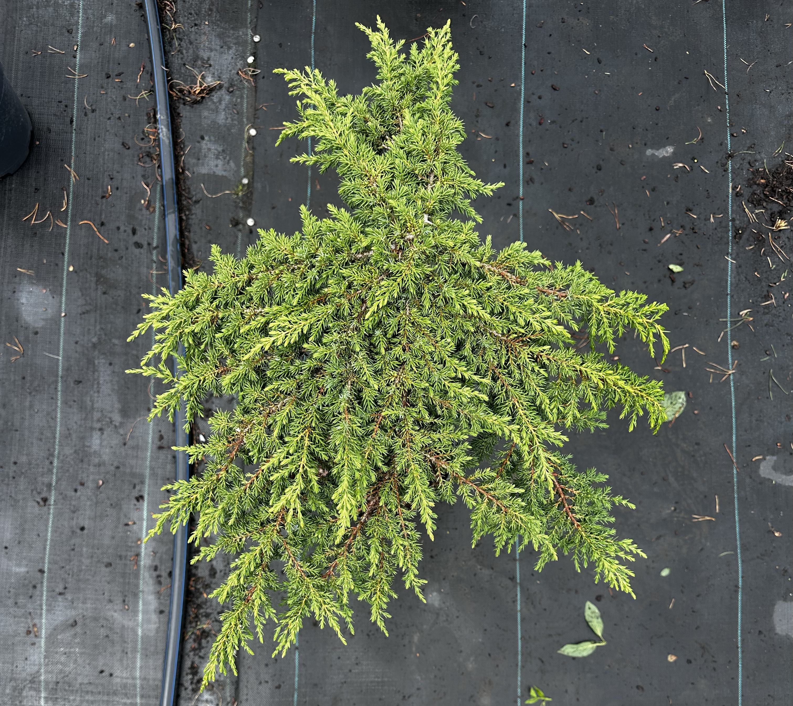 Купити саджанці Juniperus communis Green Carpet в розсаднику Sadgosp