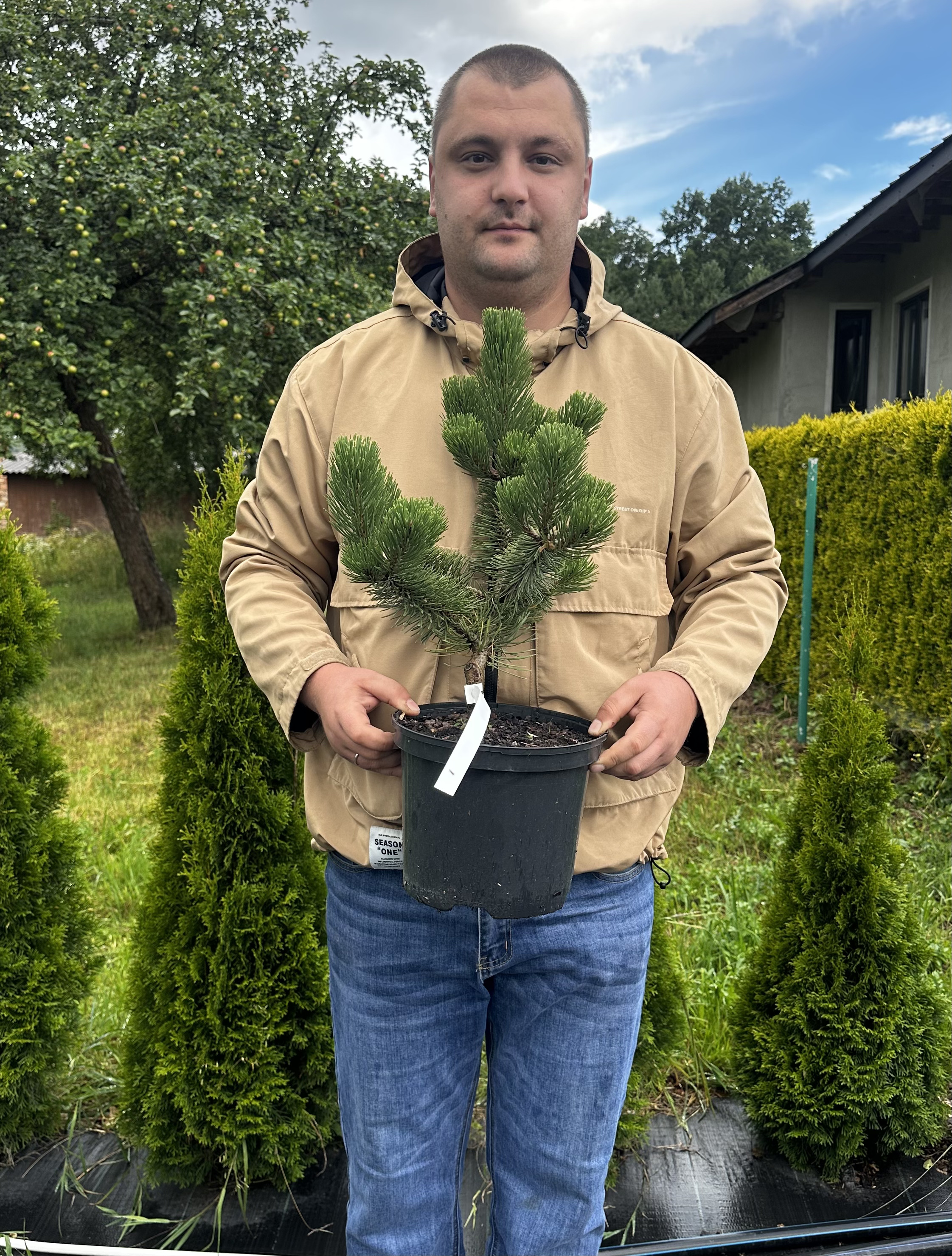 Купити саджанці Pinus nigra Oregon Green в розсаднику Sadgosp