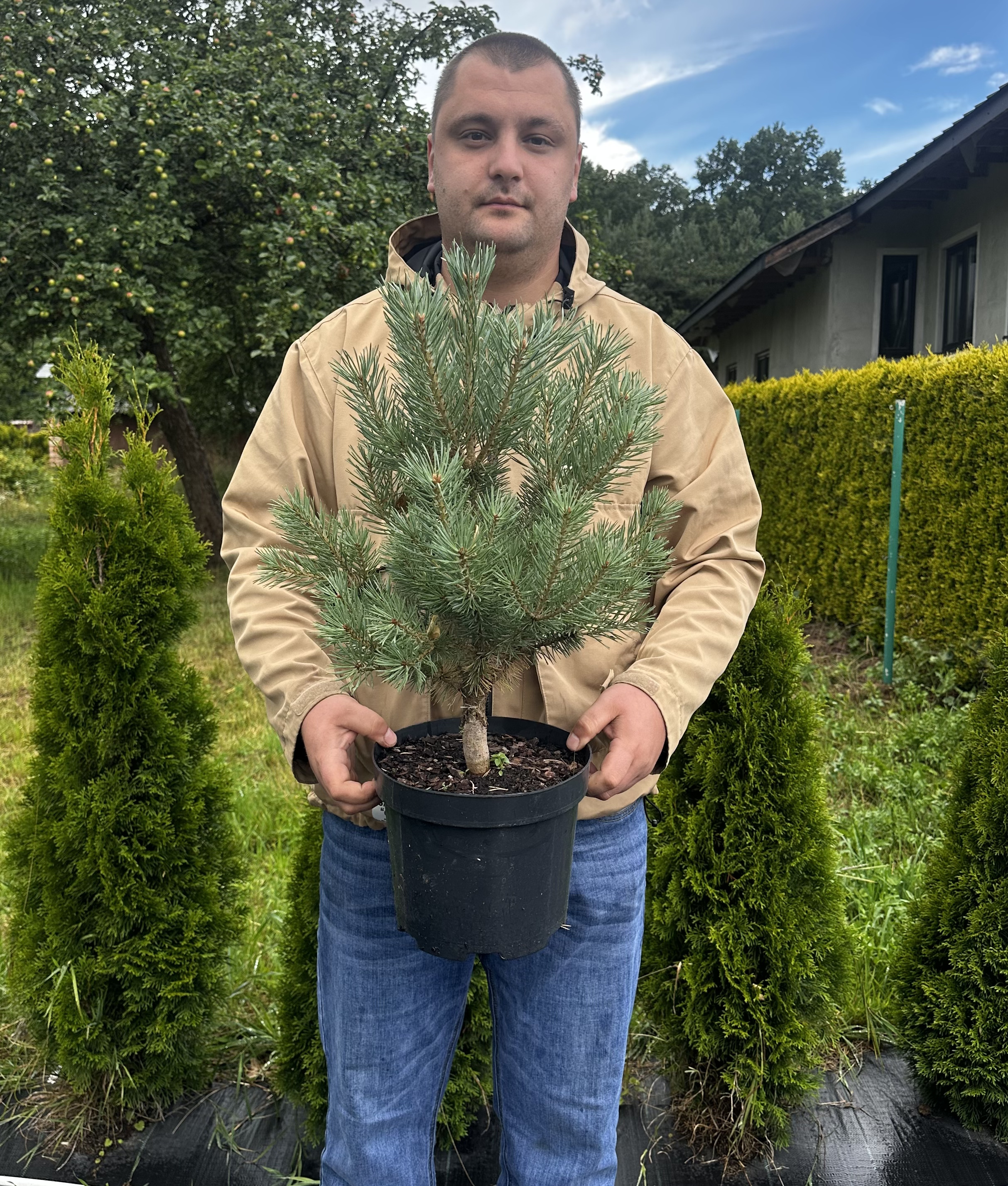 Купити саджанці Pinus sylvestris Watereri в розсаднику Sadgosp