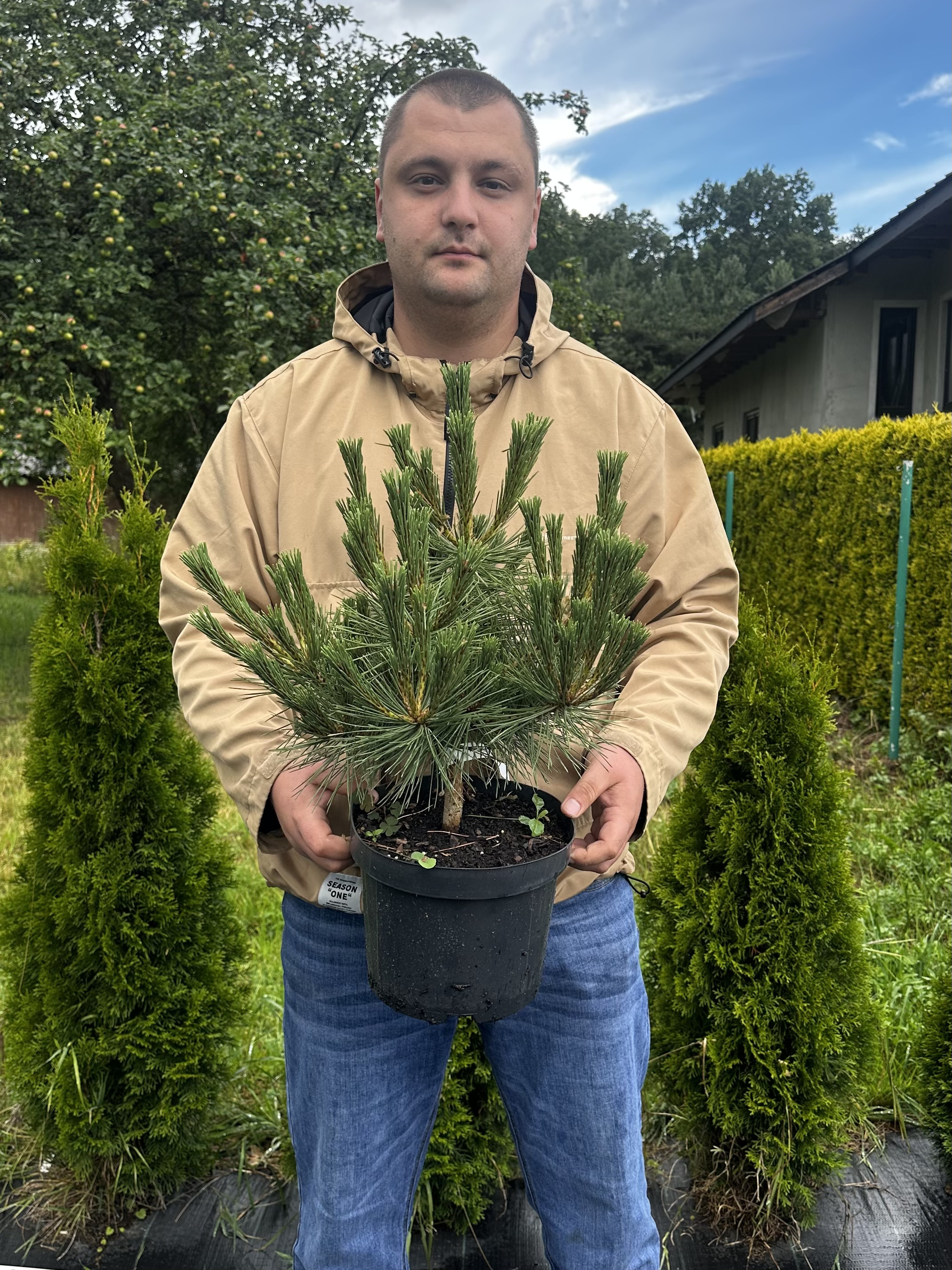 Купити саджанці Pinus resinosa Watnong в розсаднику Sadgosp