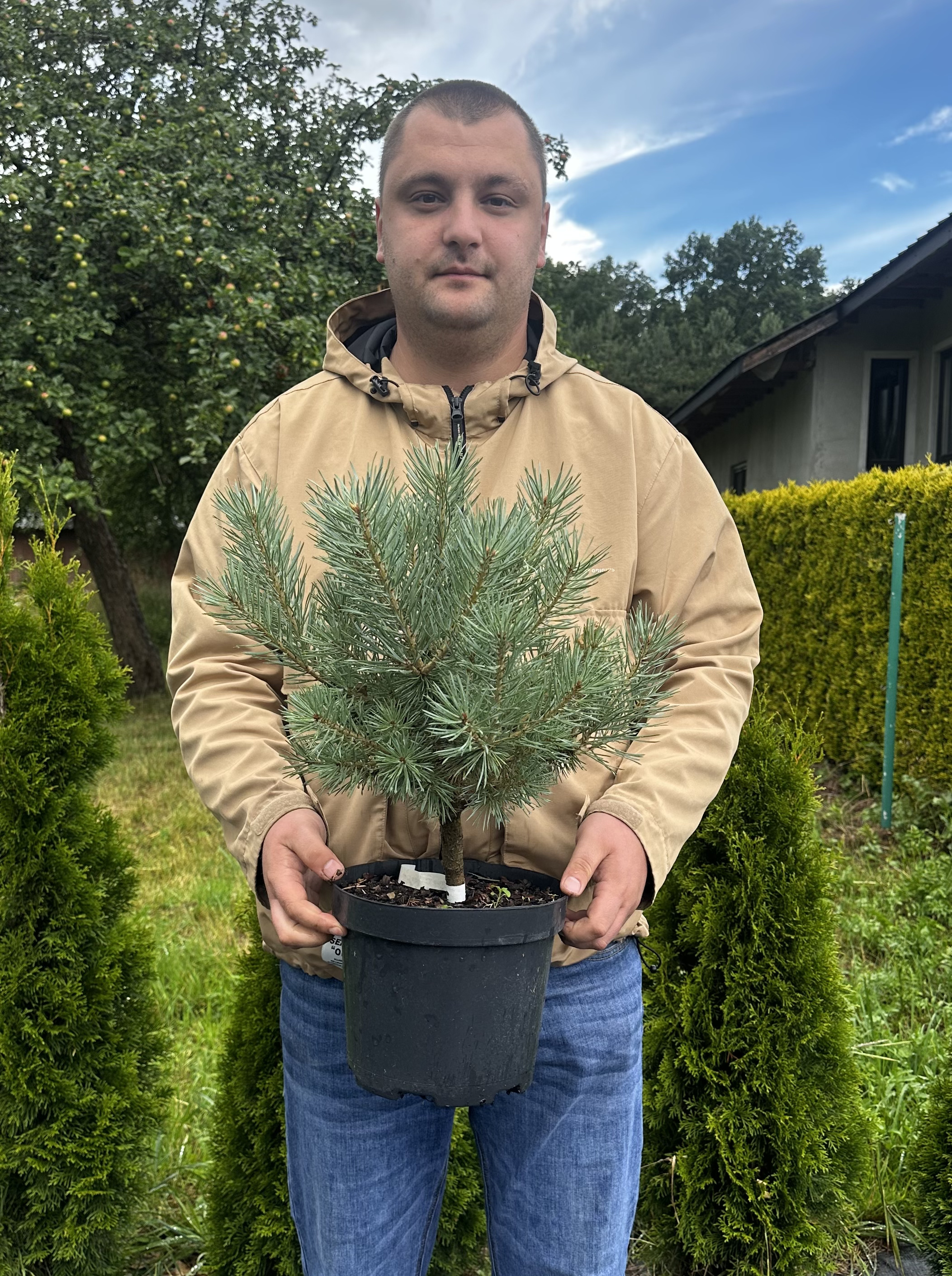 Купити саджанці Pinus sylvestris Cindy в розсаднику Sadgosp