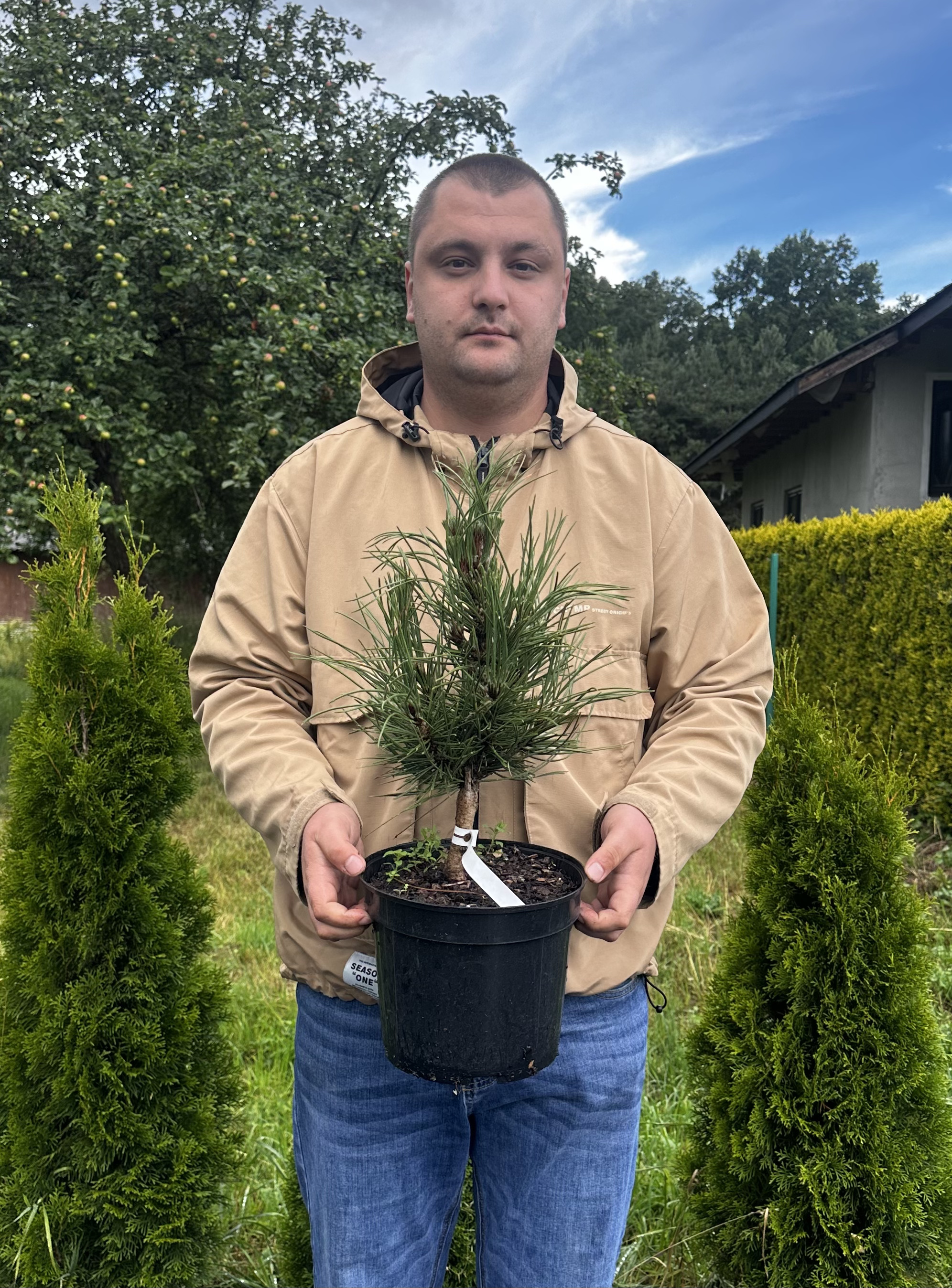 Купити саджанці Pinus heldreichii Atze Saule в розсаднику Sadgosp
