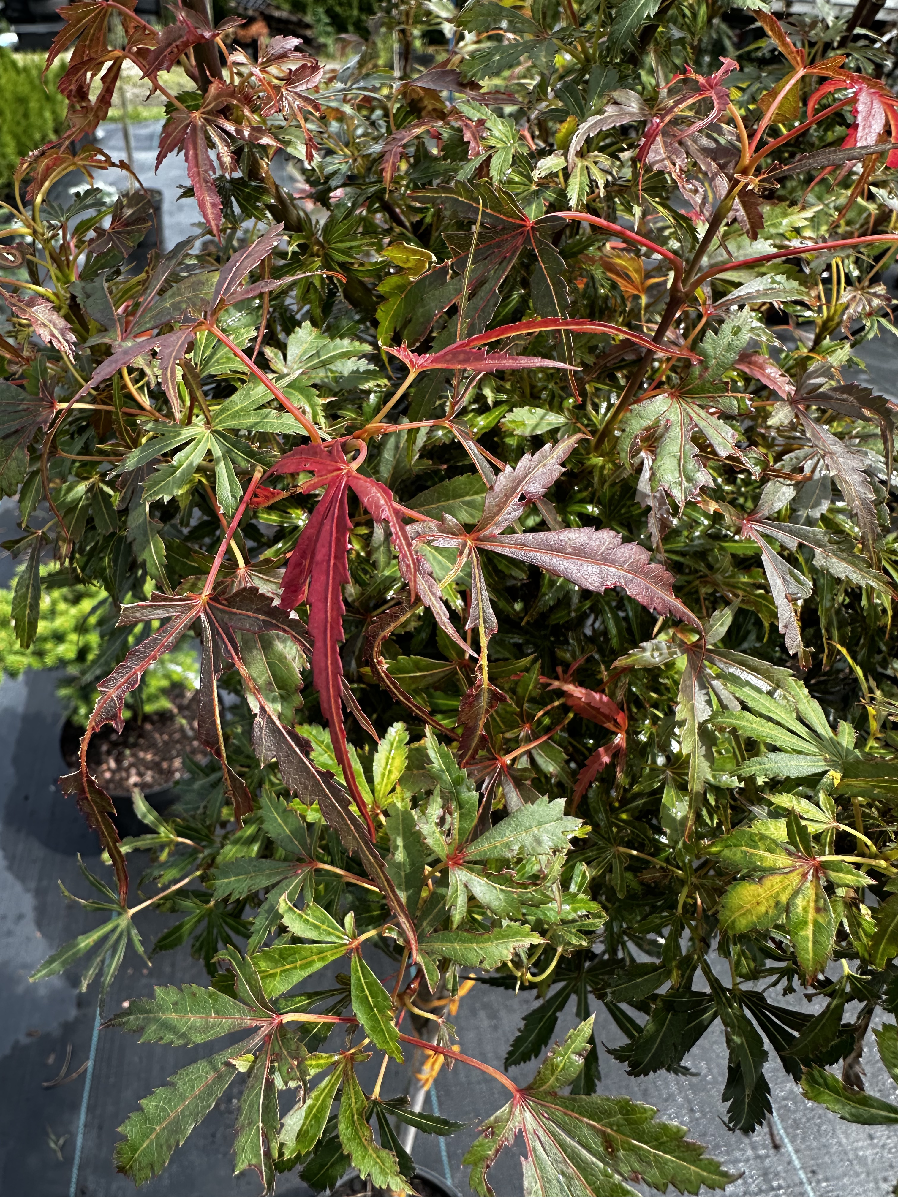 Купити саджанці Acer palmatum Jerre Schwartz в розсаднику Sadgosp