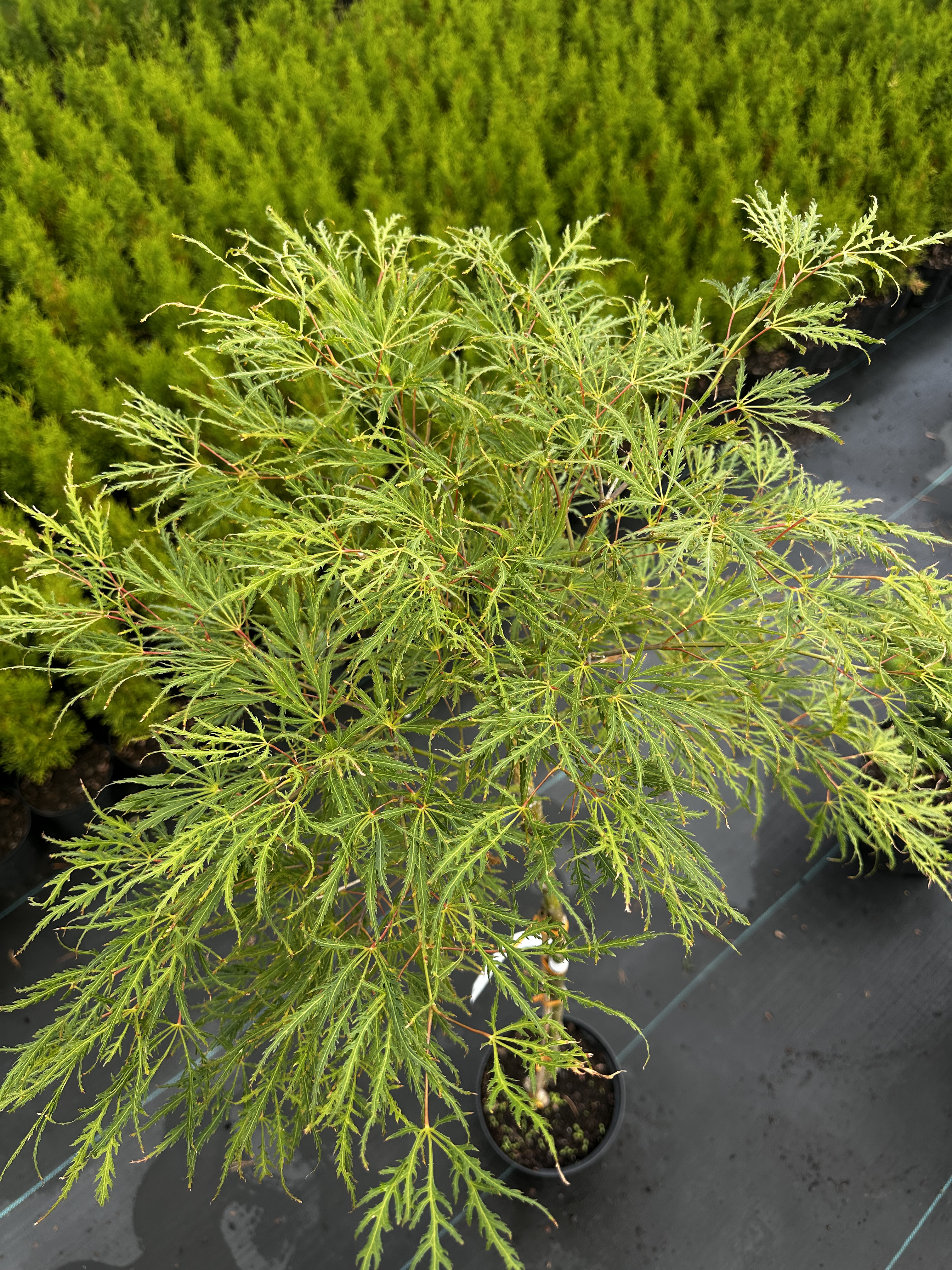 Купити саджанці Acer palmatum Demi Sec в розсаднику Sadgosp