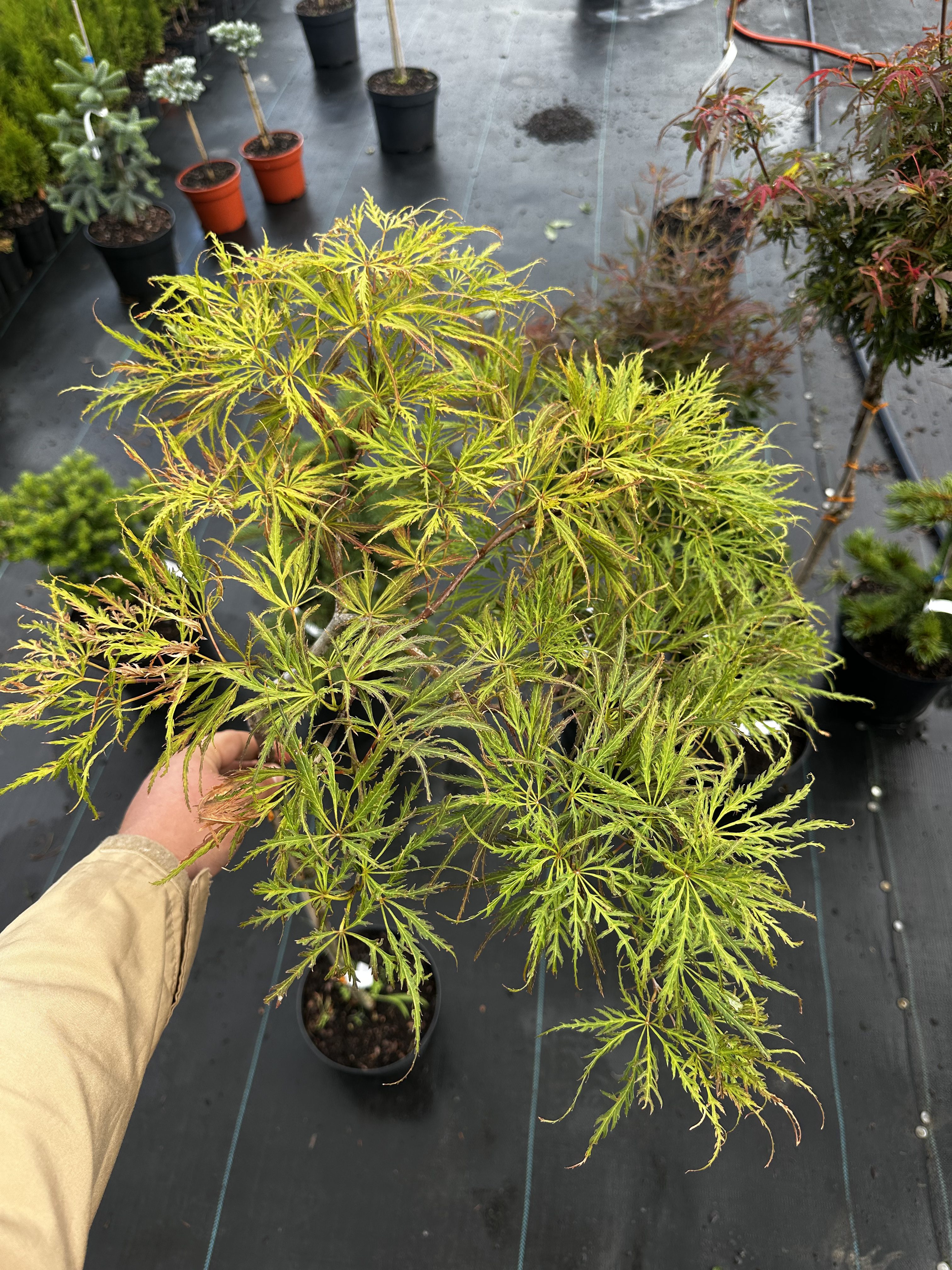 Купити саджанці Acer palmatum Emma в розсаднику Sadgosp