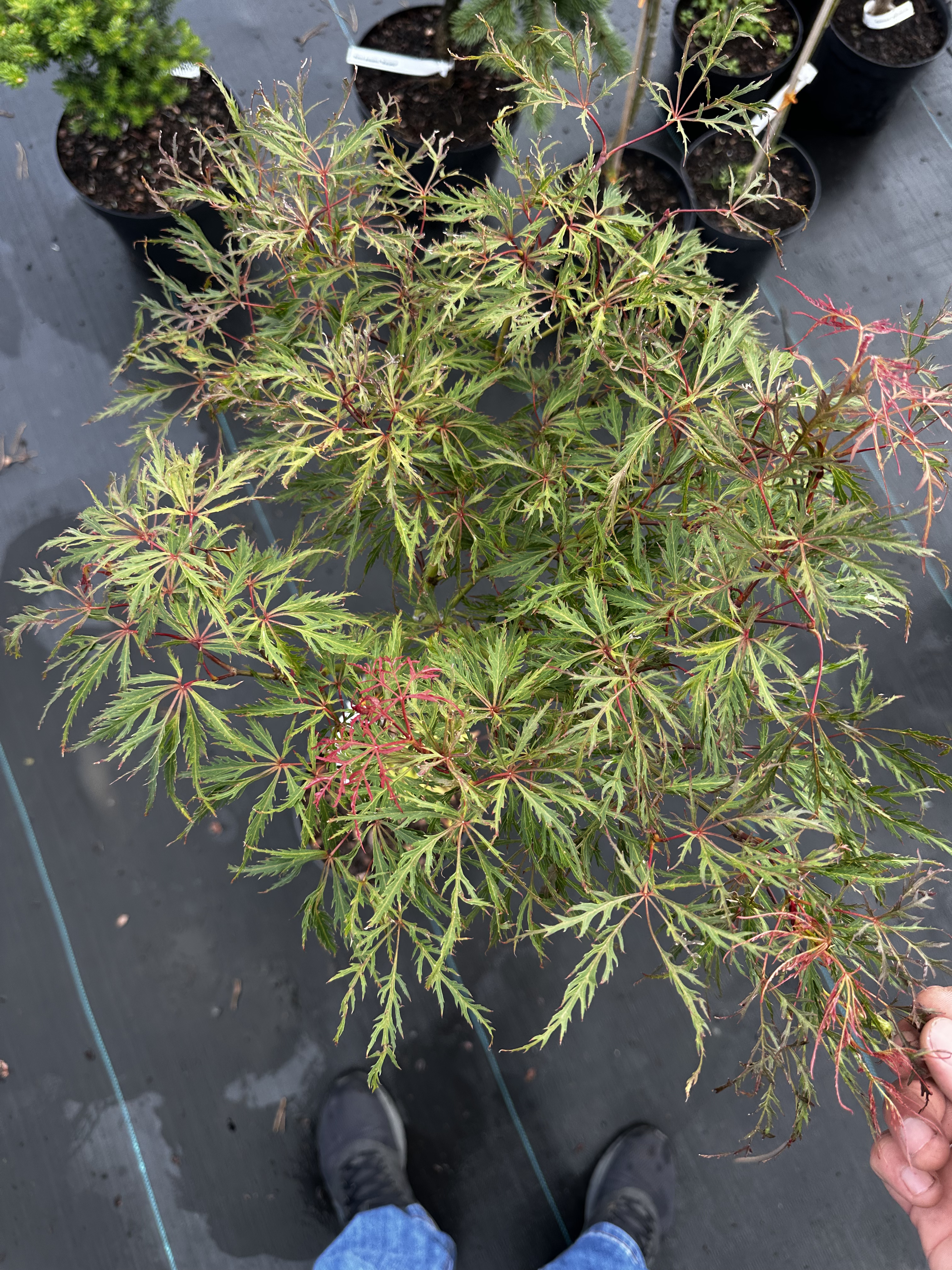 Купити саджанці Acer palmatum Emma в розсаднику Sadgosp