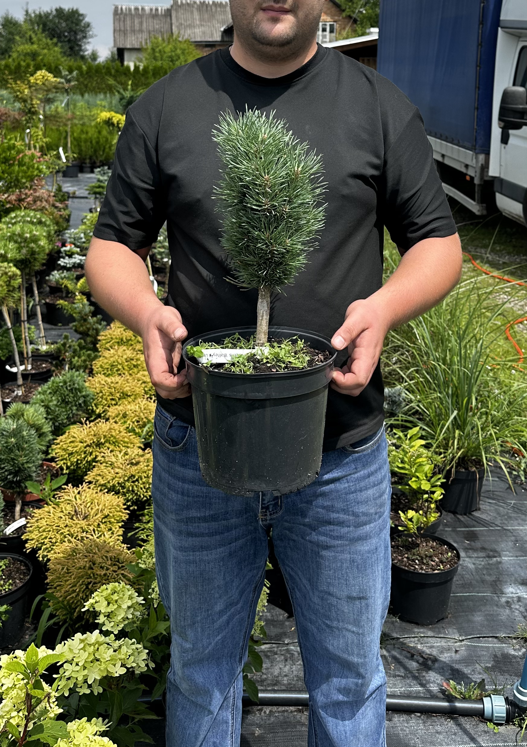 Купити саджанці Pinus sylvsetris Baileys Upright в розсаднику Sadgosp