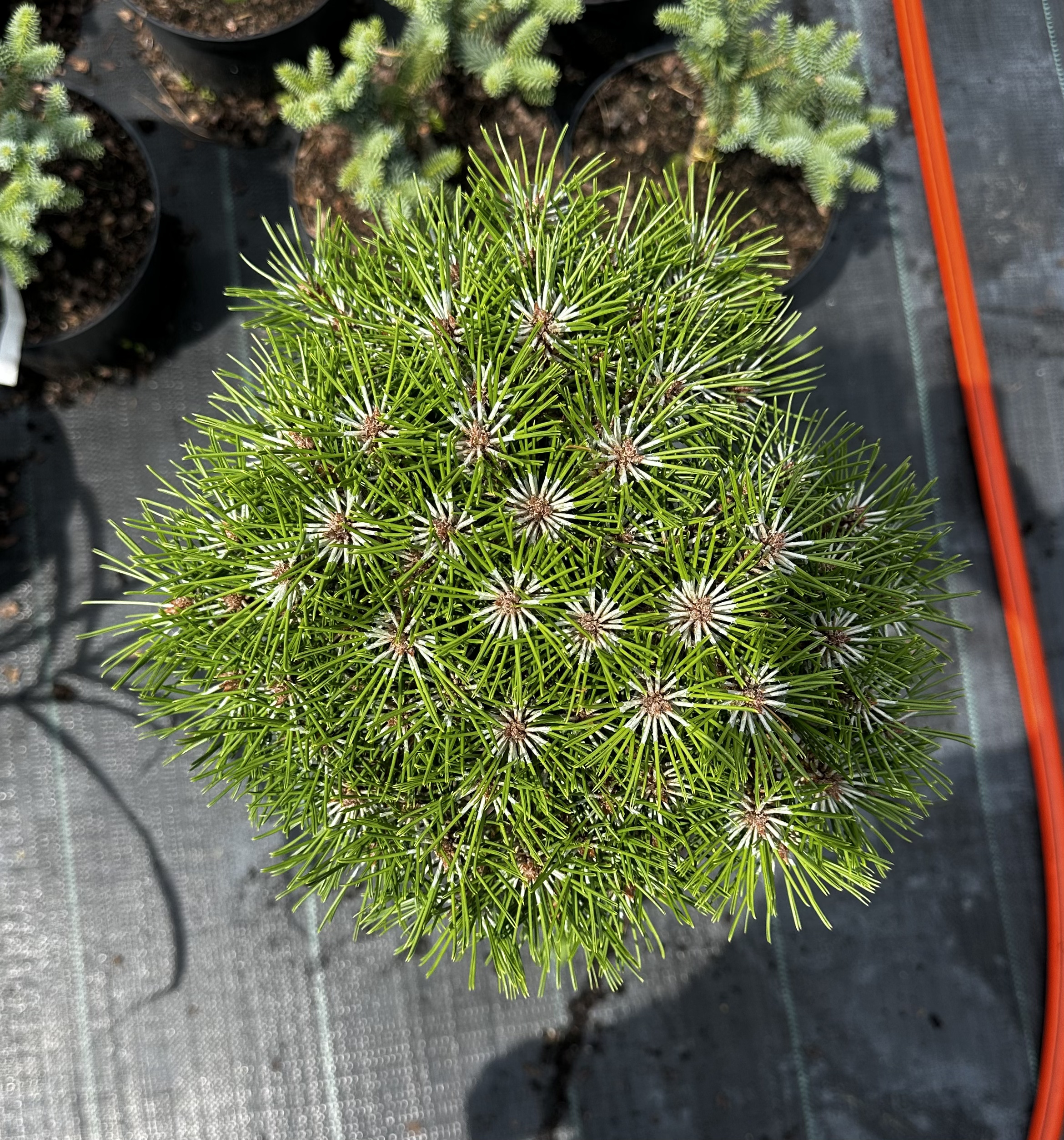 Купити саджанці Pinus densiflora Meylan Compact в розсаднику Sadgosp