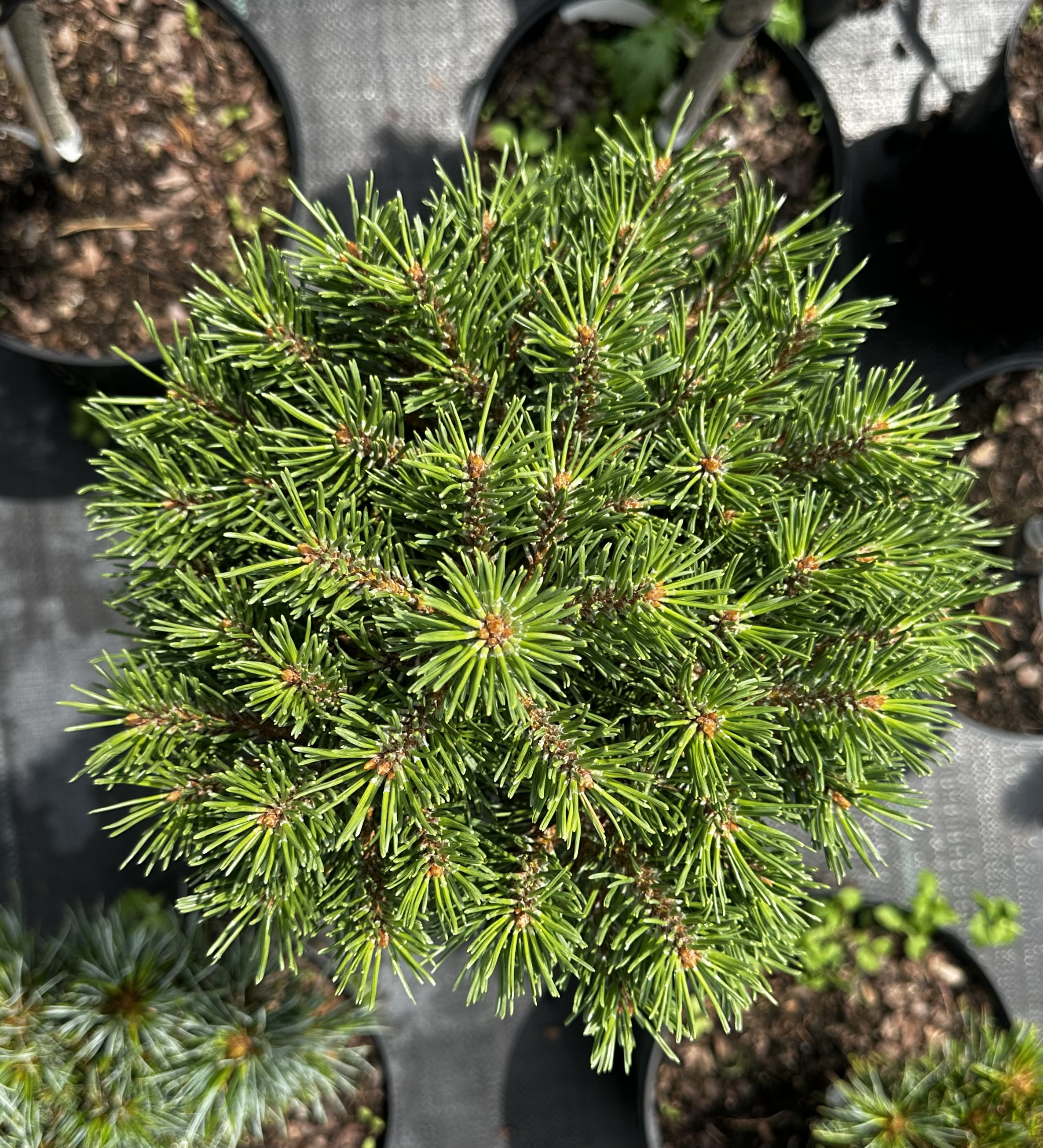Купити саджанці Pinus uncinata Wiel в розсаднику Sadgosp