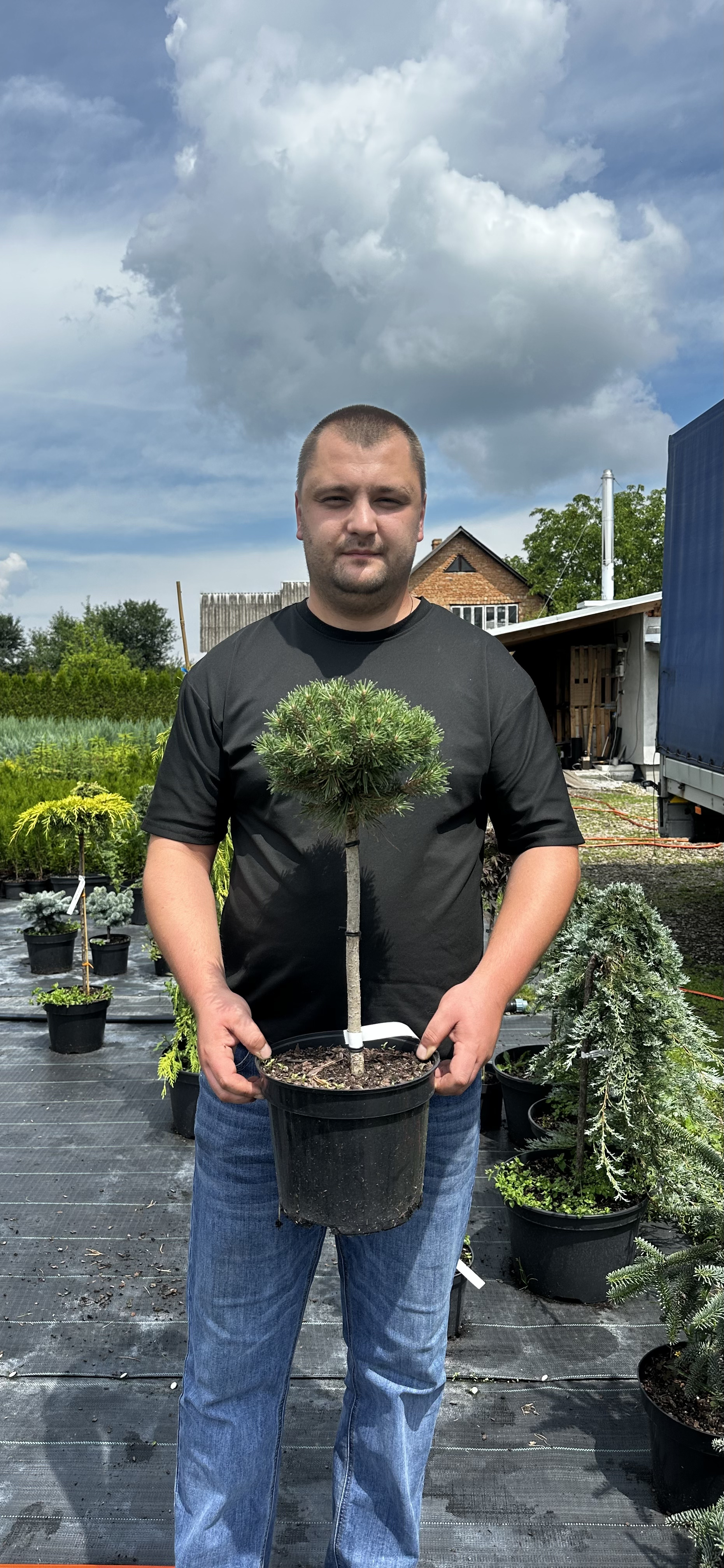 Купити саджанці Pinus uncinata Wiel в розсаднику Sadgosp