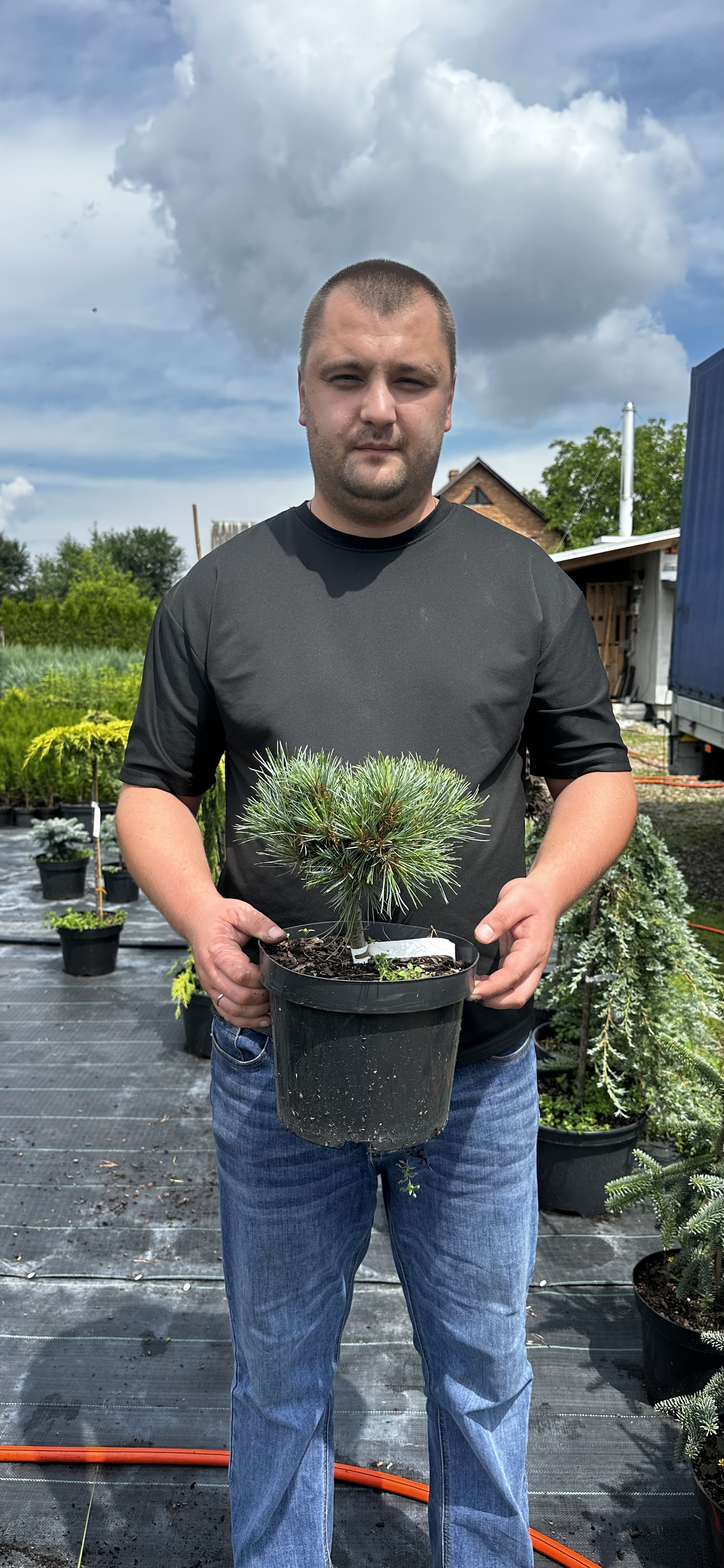 Купити саджанці Pinus koraiensis Patriarch в розсаднику Sadgosp