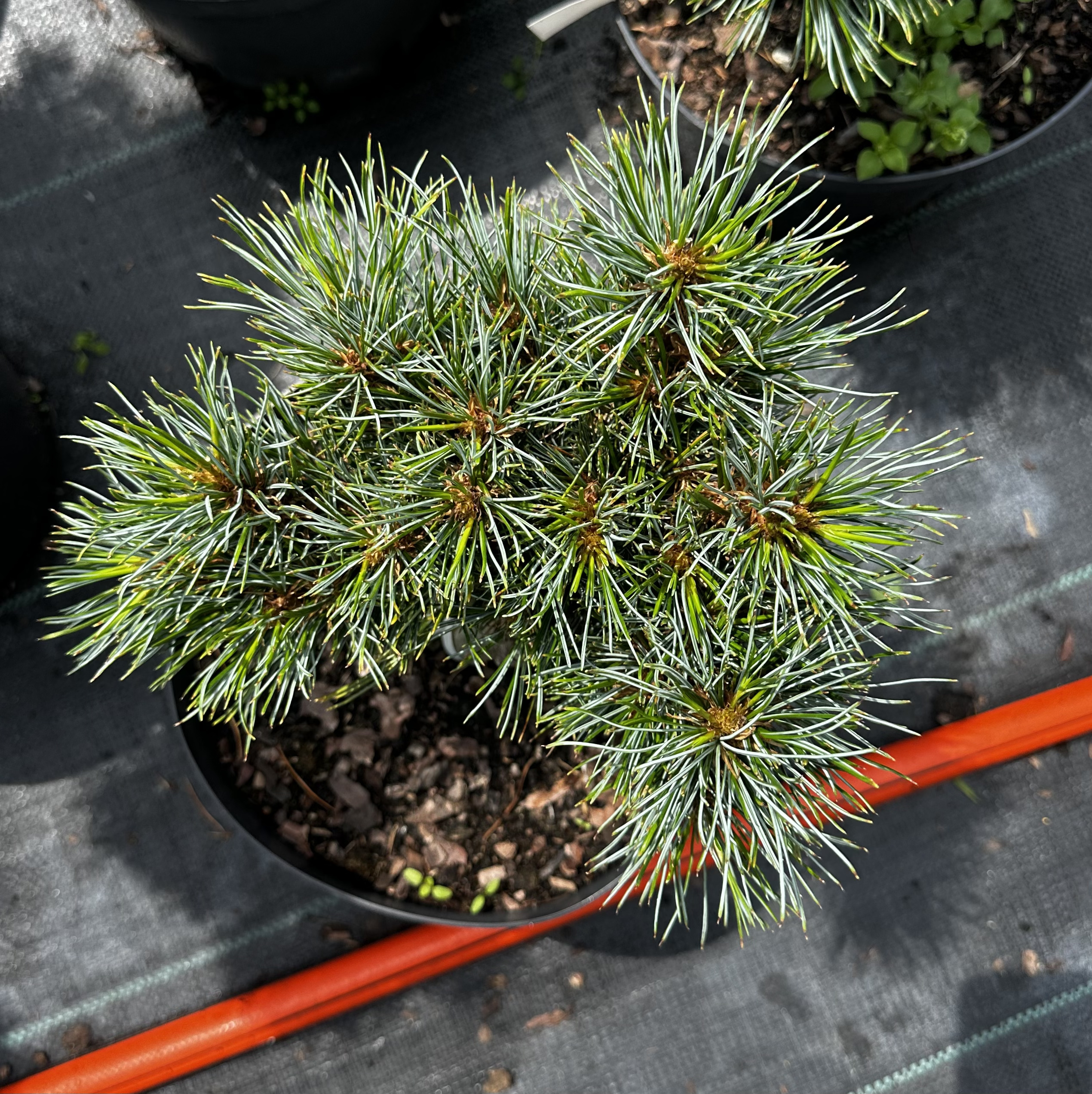Купити саджанці Pinus koraiensis Patriarch в розсаднику Sadgosp