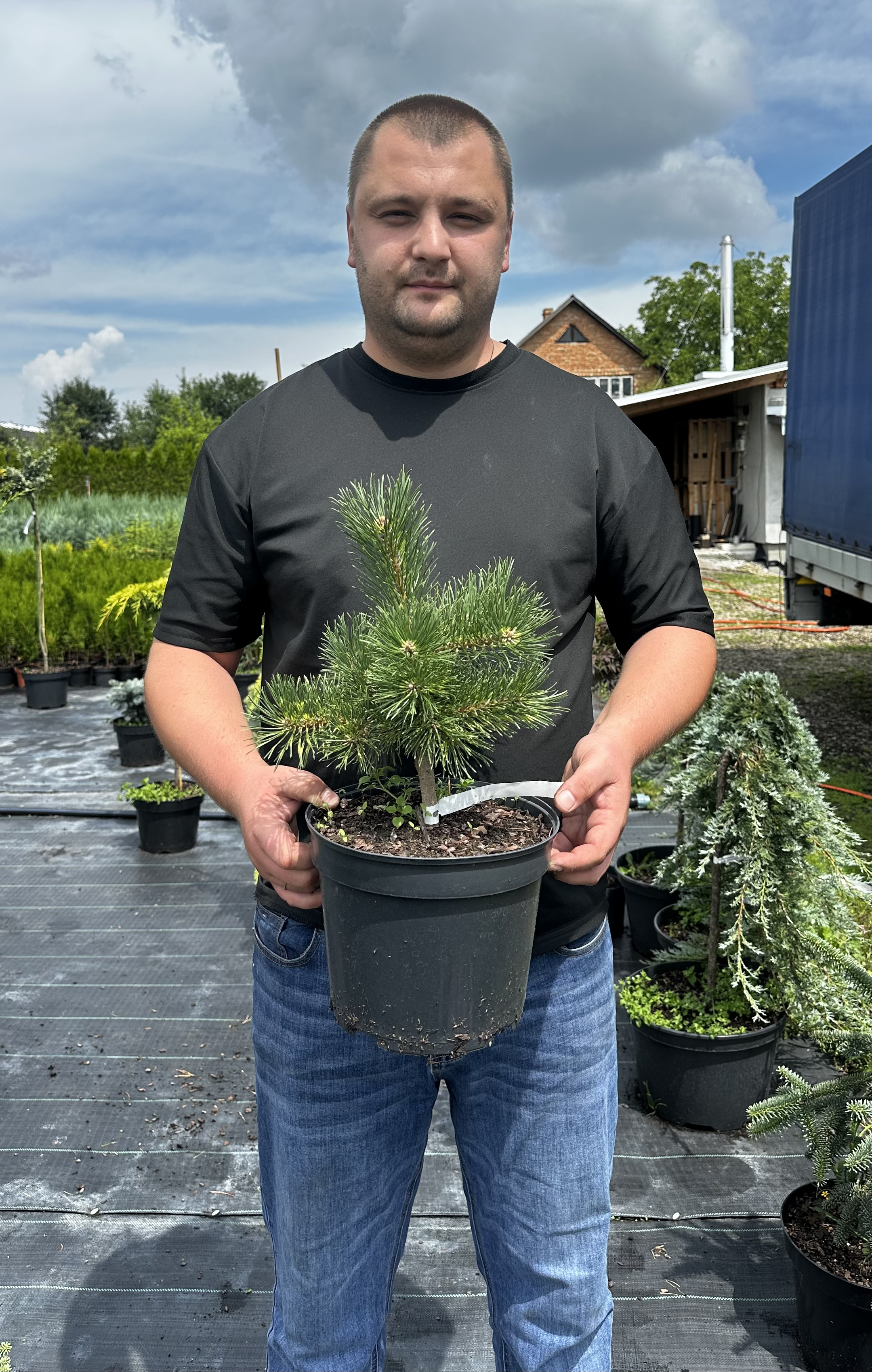 Купити саджанці Pinus uncinata Billabong в розсаднику Sadgosp