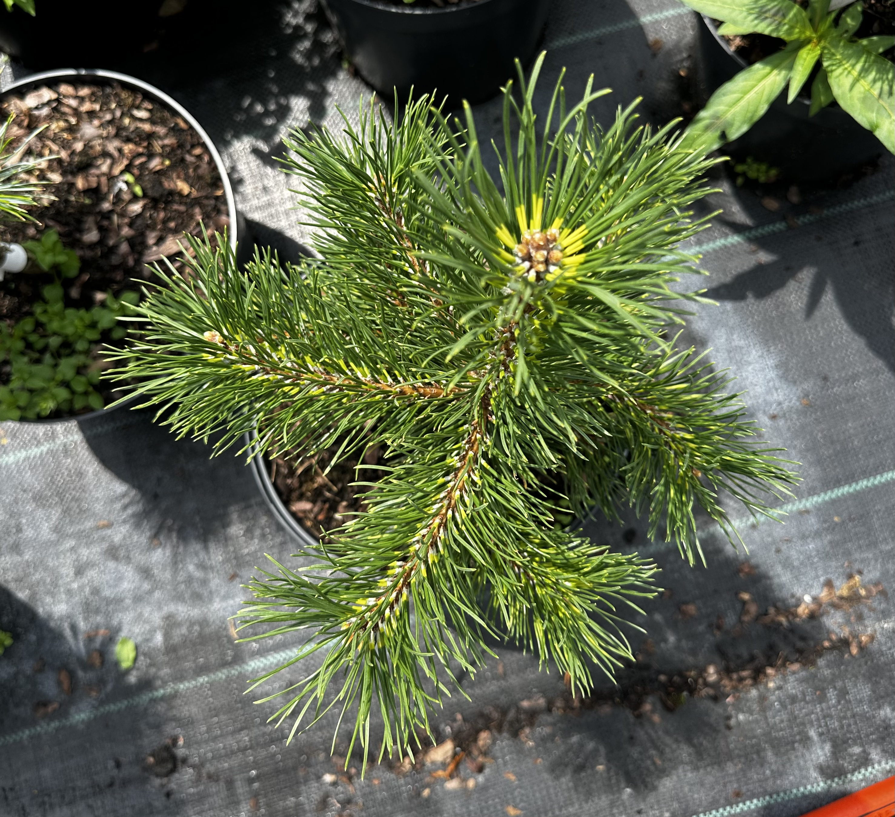 Купити саджанці Pinus uncinata Billabong в розсаднику Sadgosp