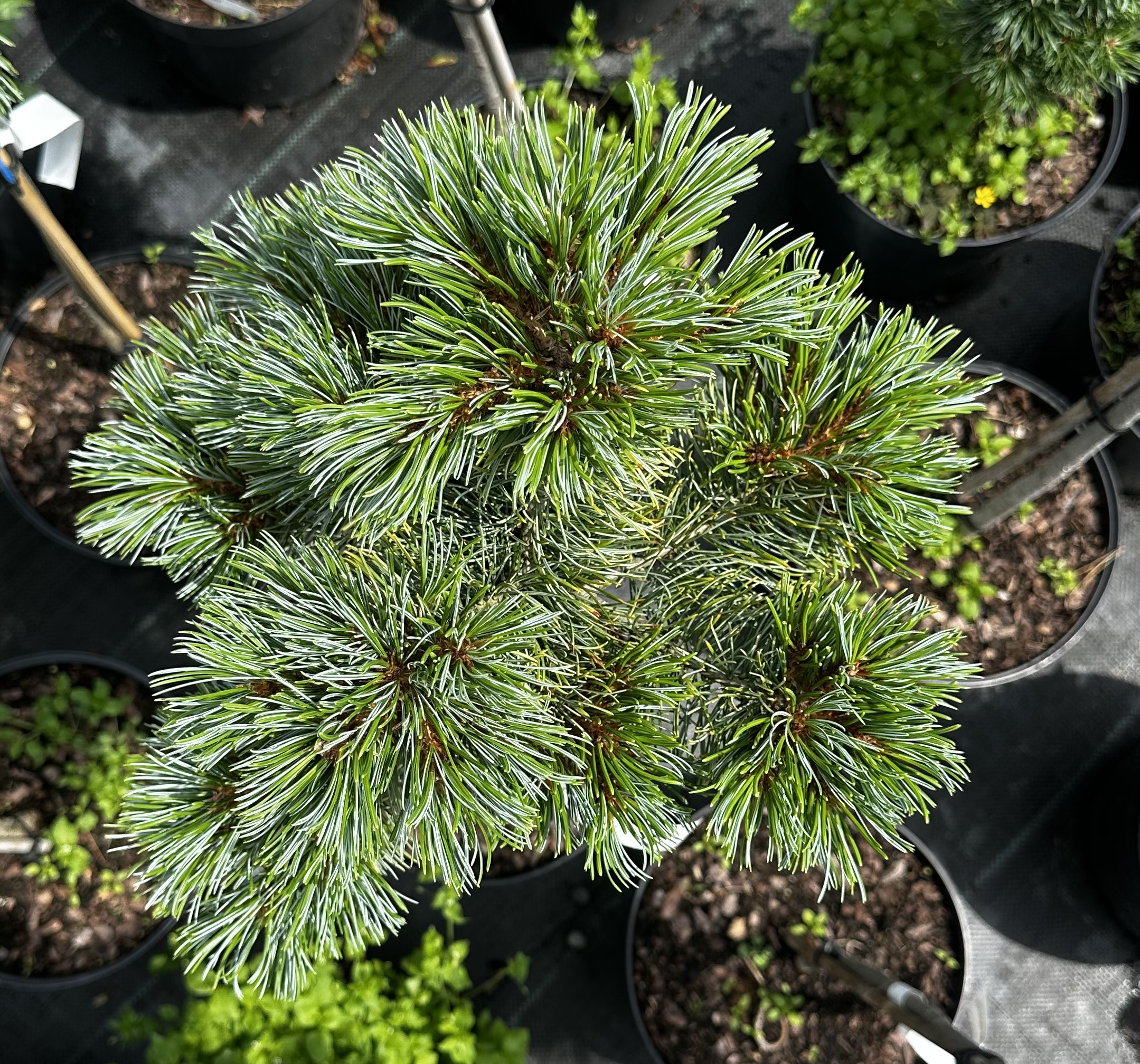 Купити саджанці Pinus parviflora Bunty в розсаднику Sadgosp