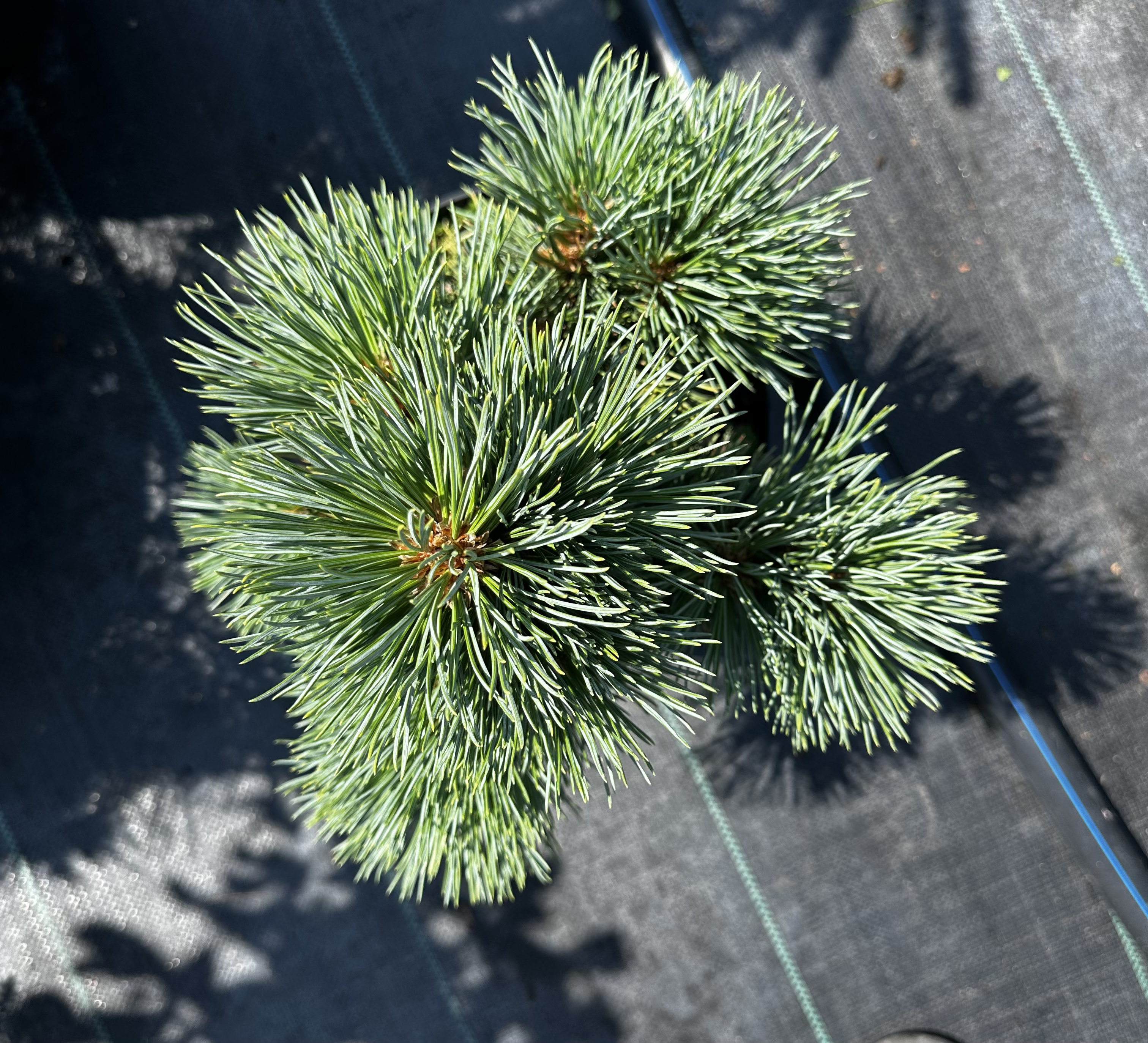 Купити саджанці Pinus flexilis Novajo в розсаднику Sadgosp