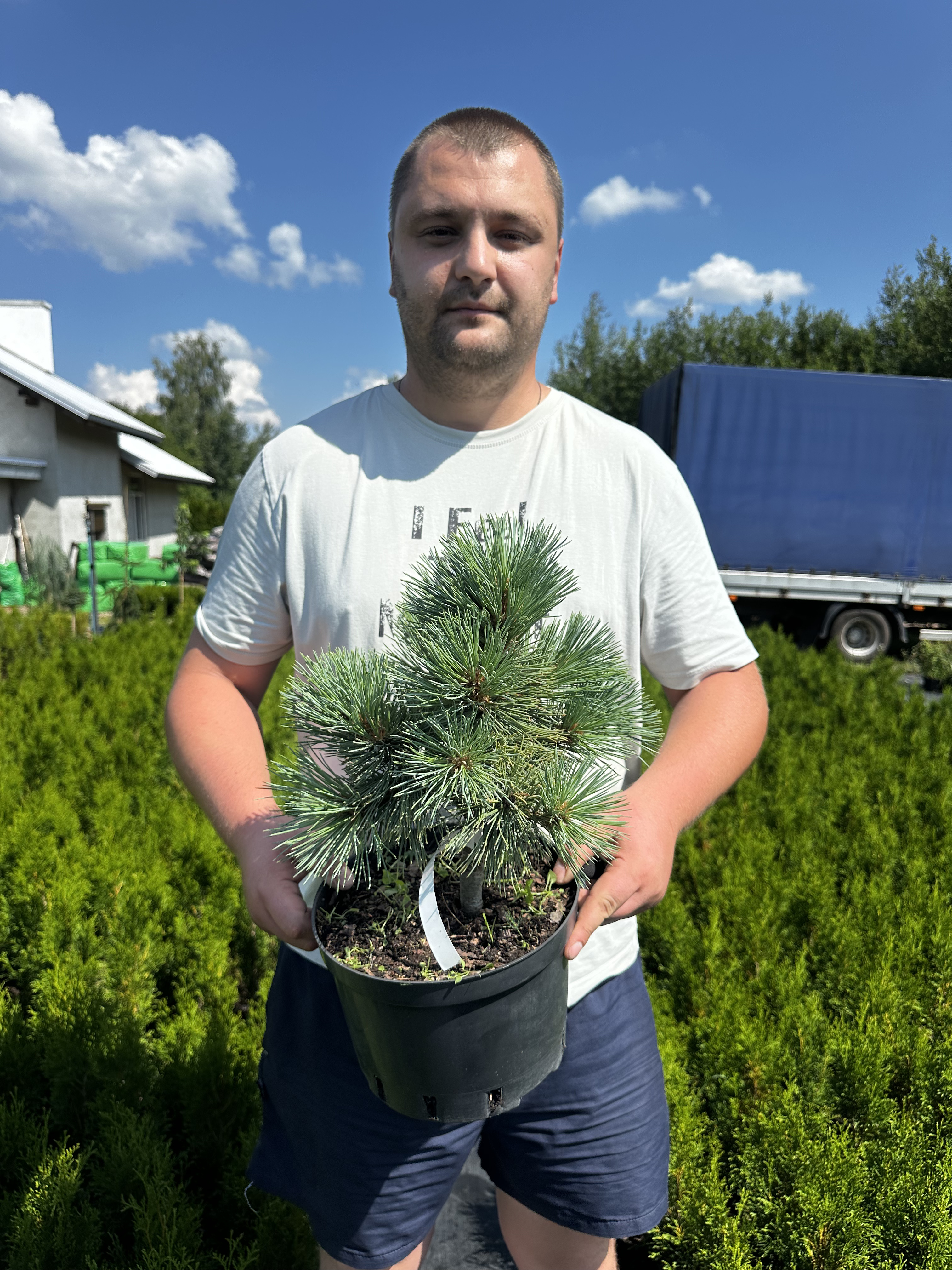 Купити саджанці Pinus flexilis Novajo в розсаднику Sadgosp