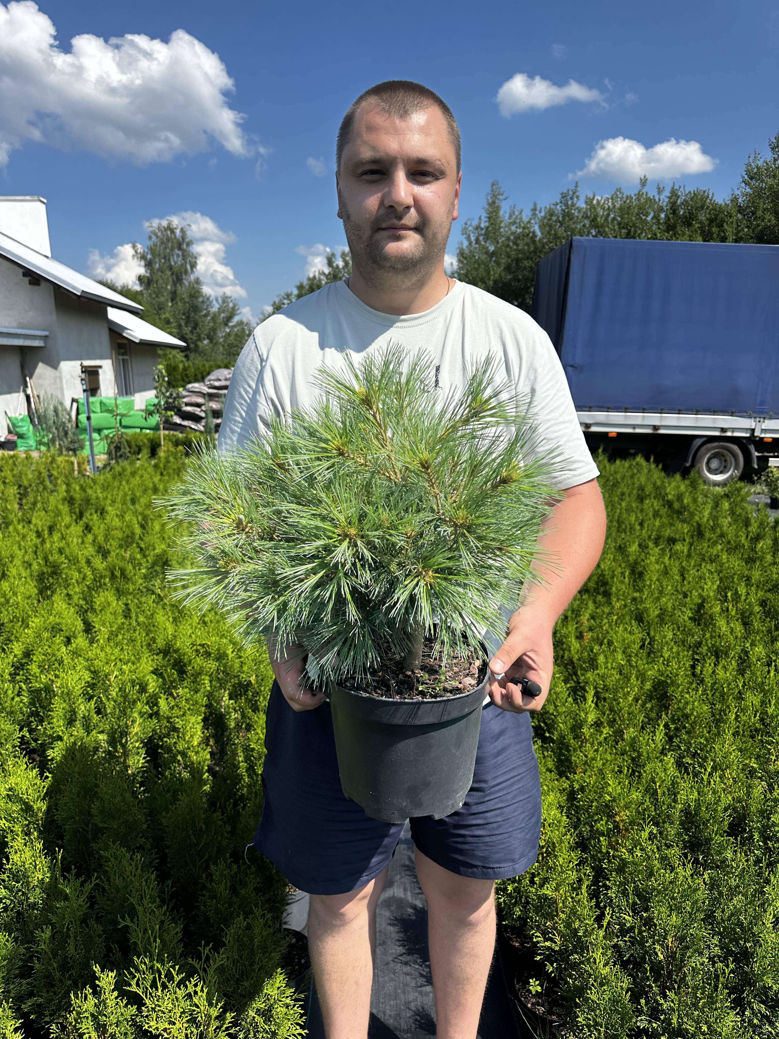 Купити саджанці Pinus strobus Radiata в розсаднику Sadgosp