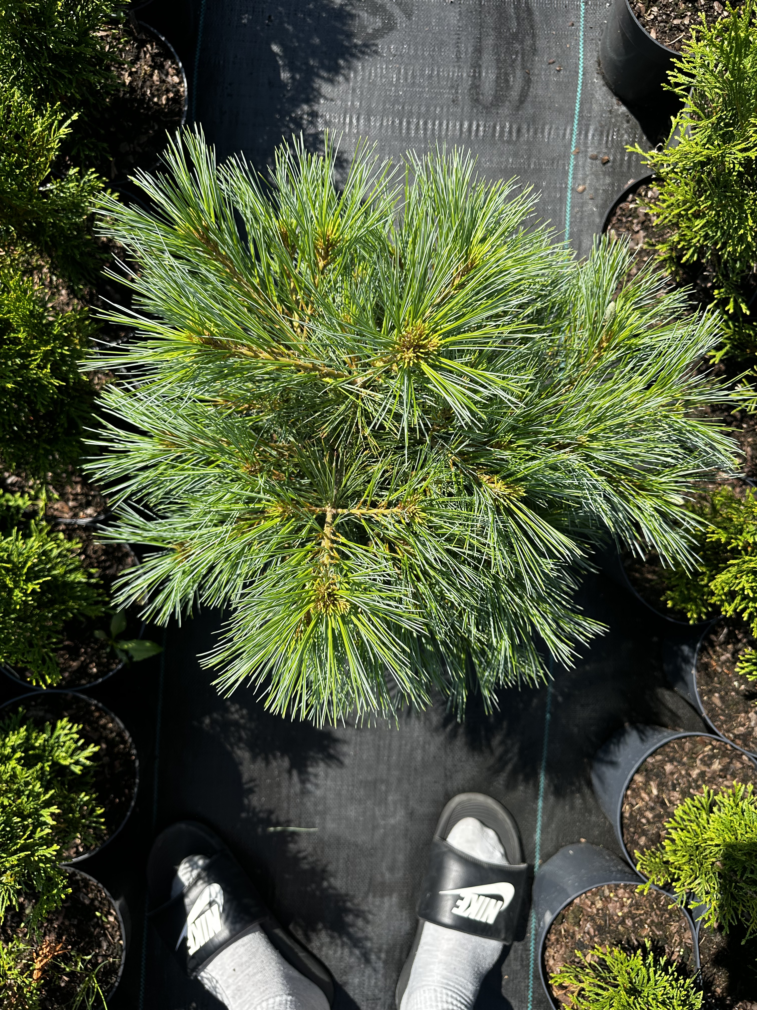 Купити саджанці Pinus strobus Radiata в розсаднику Sadgosp