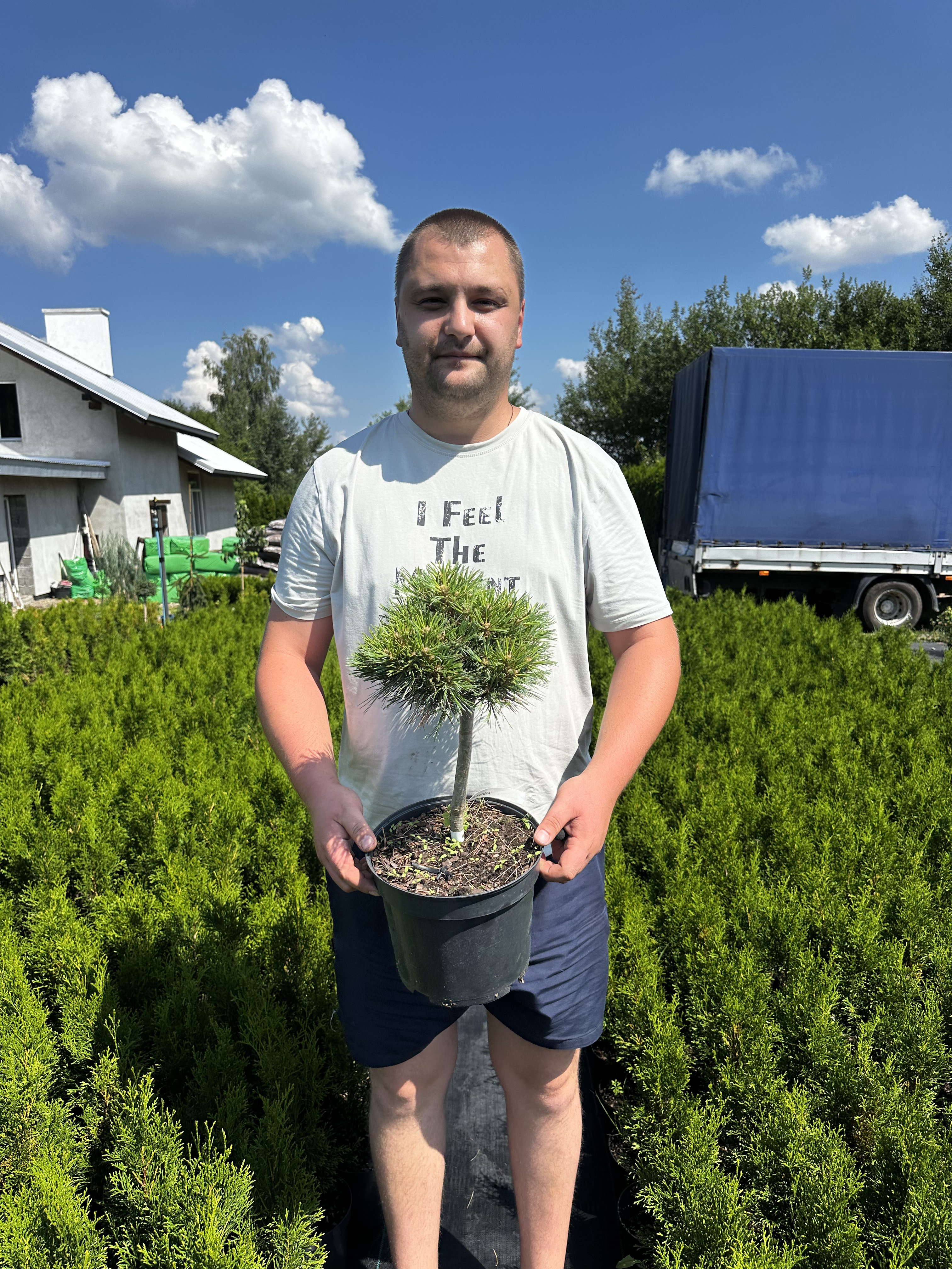 Купити саджанці Pinus strobus Stwordza в розсаднику Sadgosp